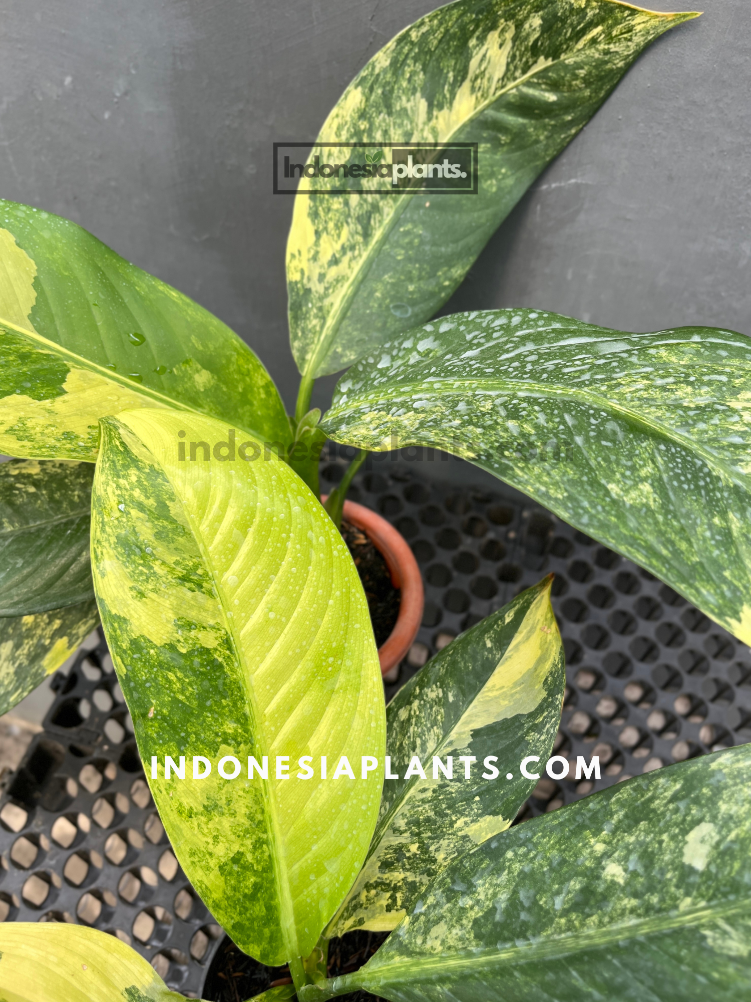 corn plant dracaena fragrans Variegated Corn Plant