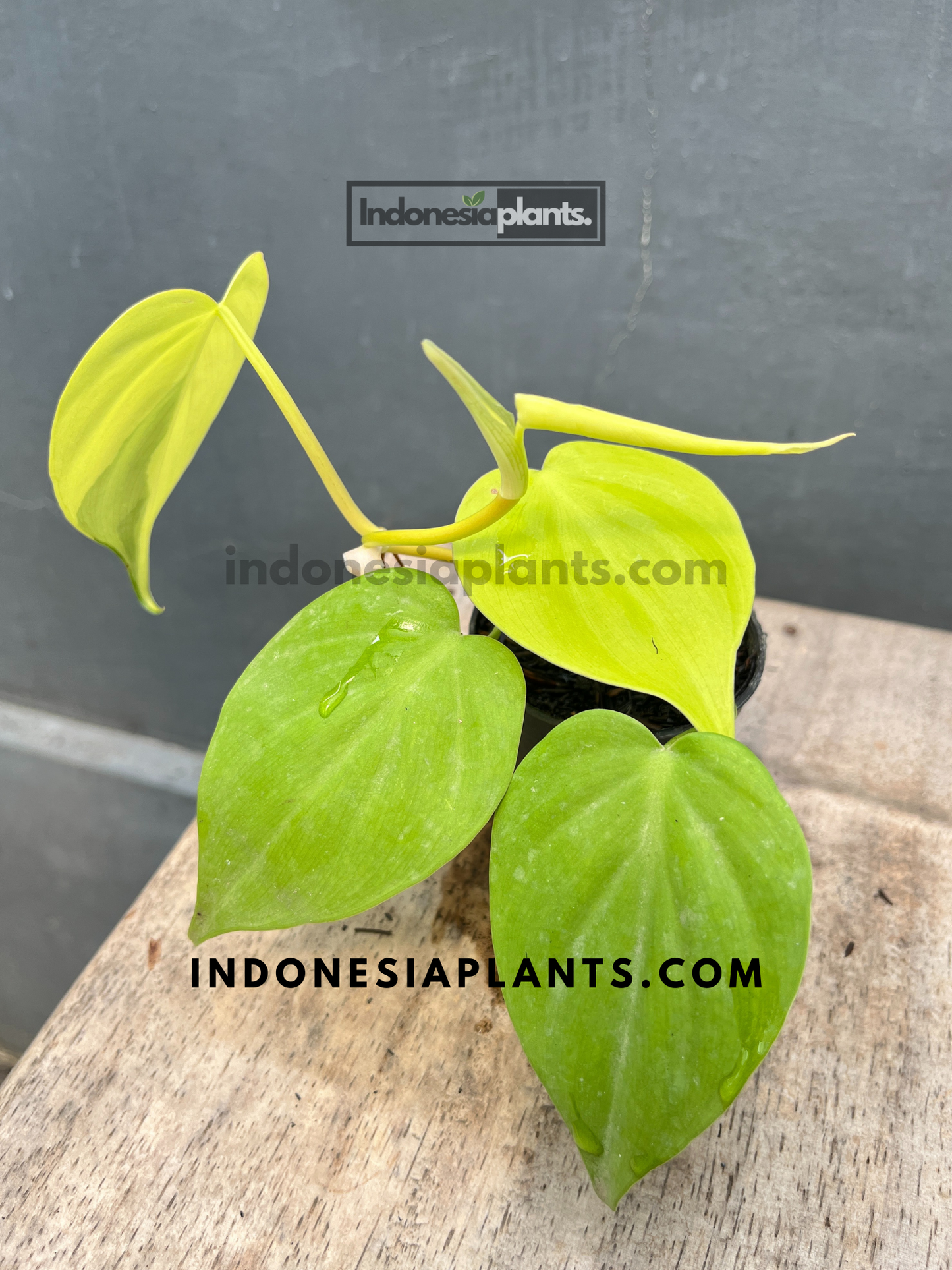 Philodendron Hederaceum Lemon