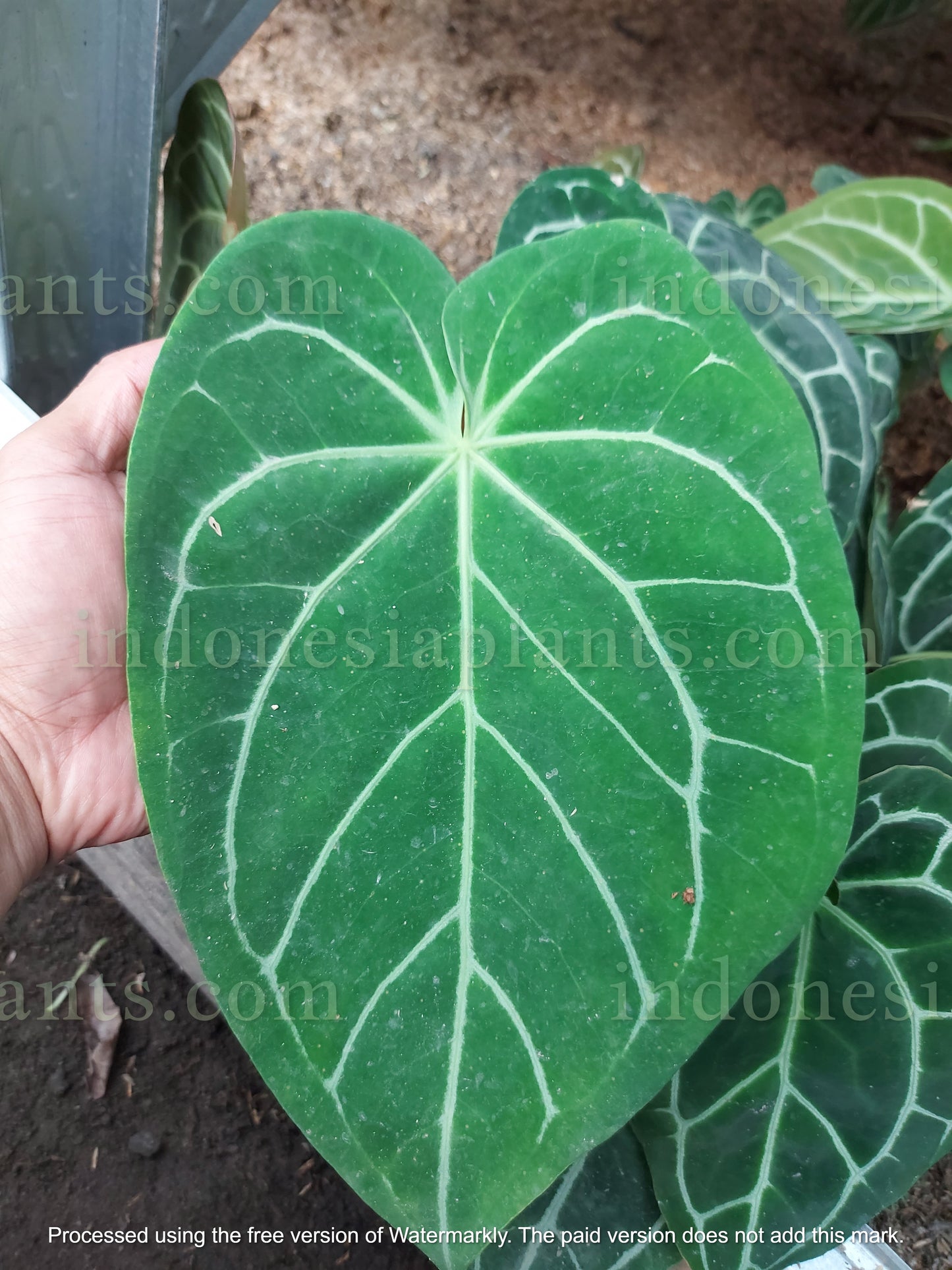 Anthurium Magnificum