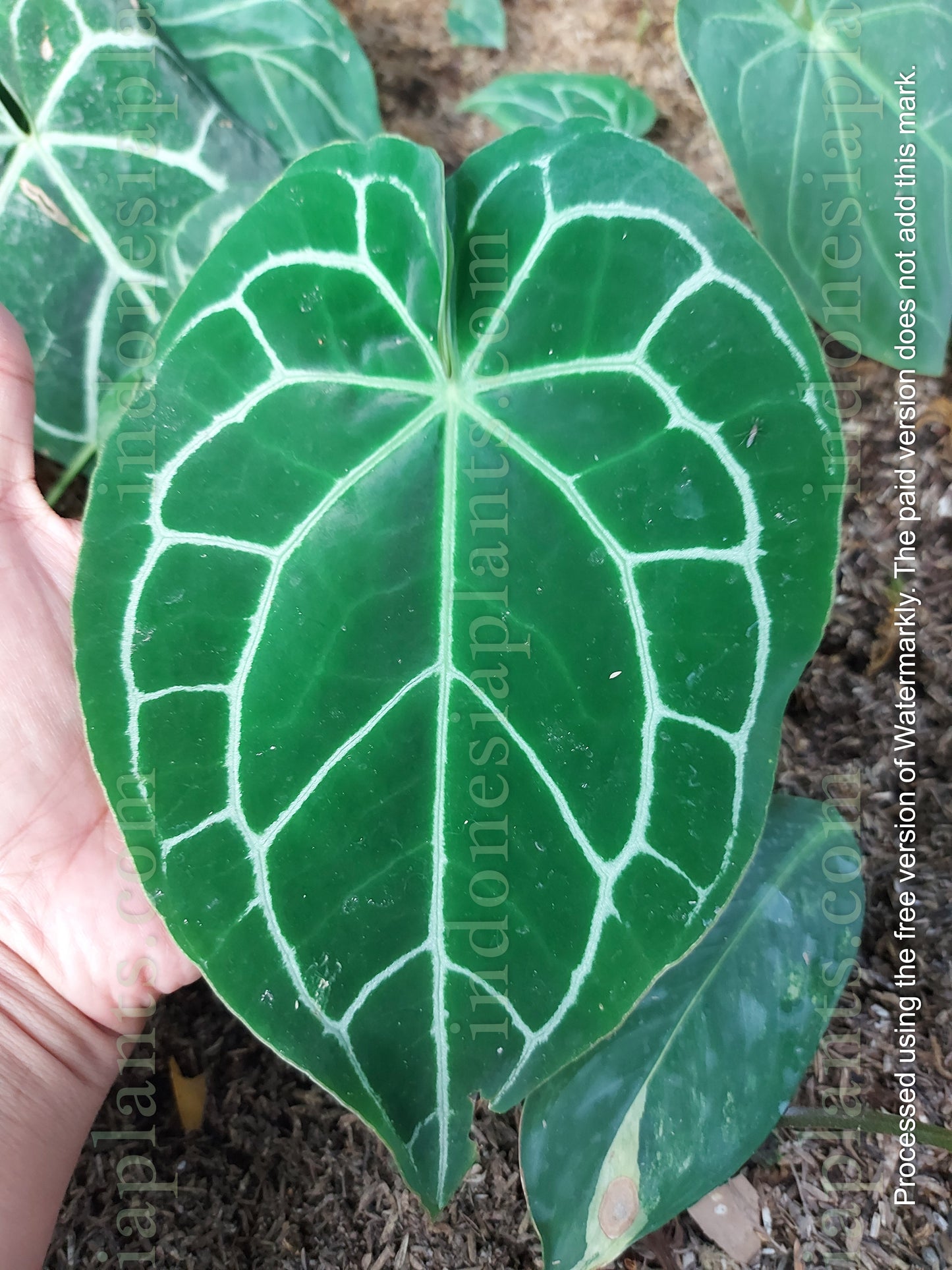 Anthurium Magnificum
