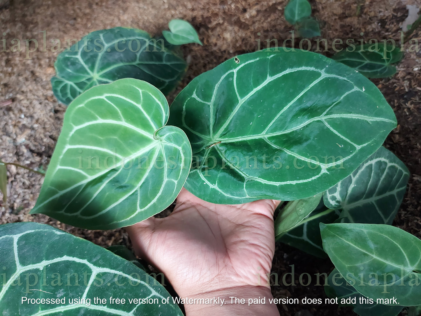 Anthurium Magnificum