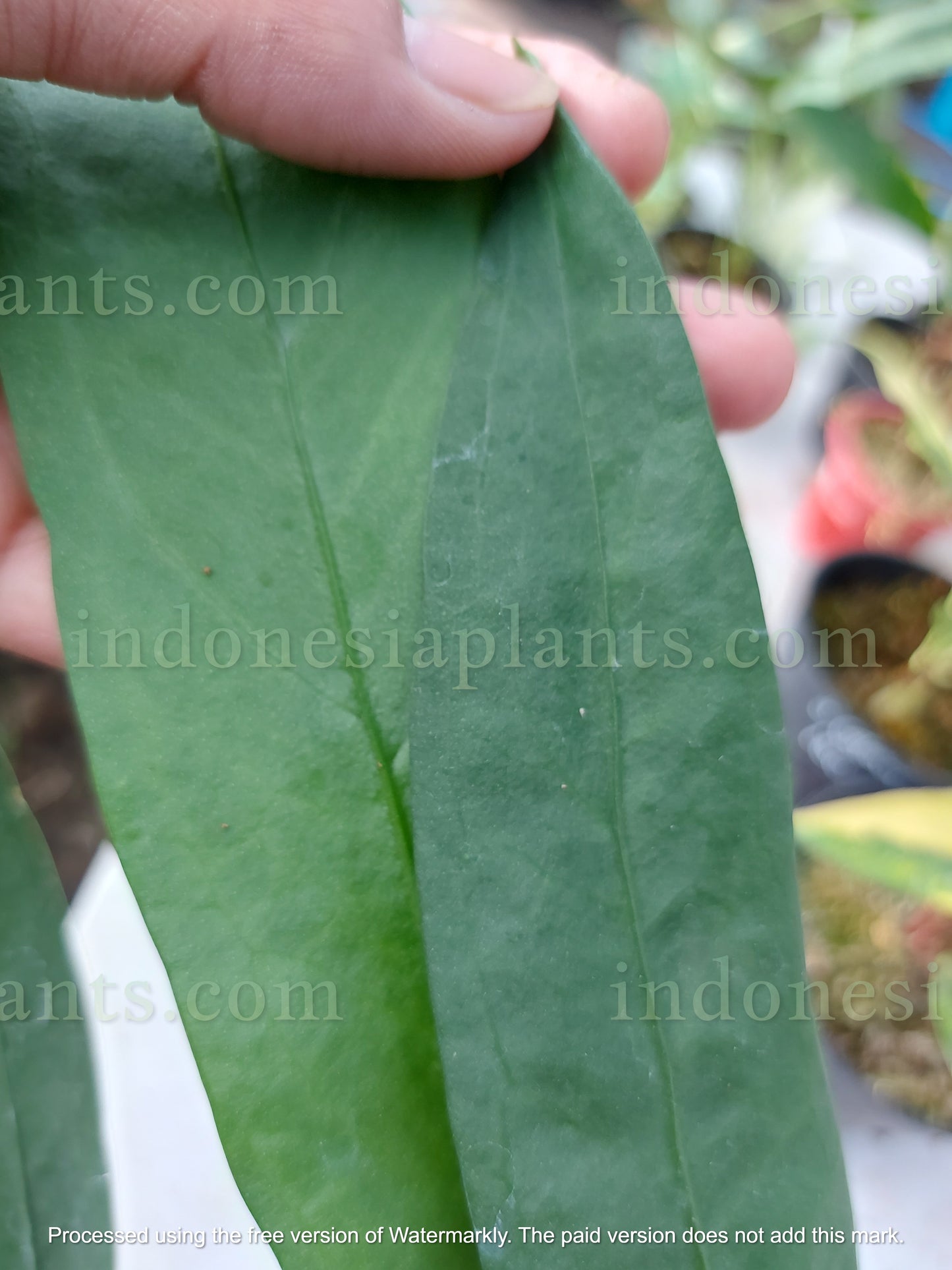 Anthurium Vittarifolium Long