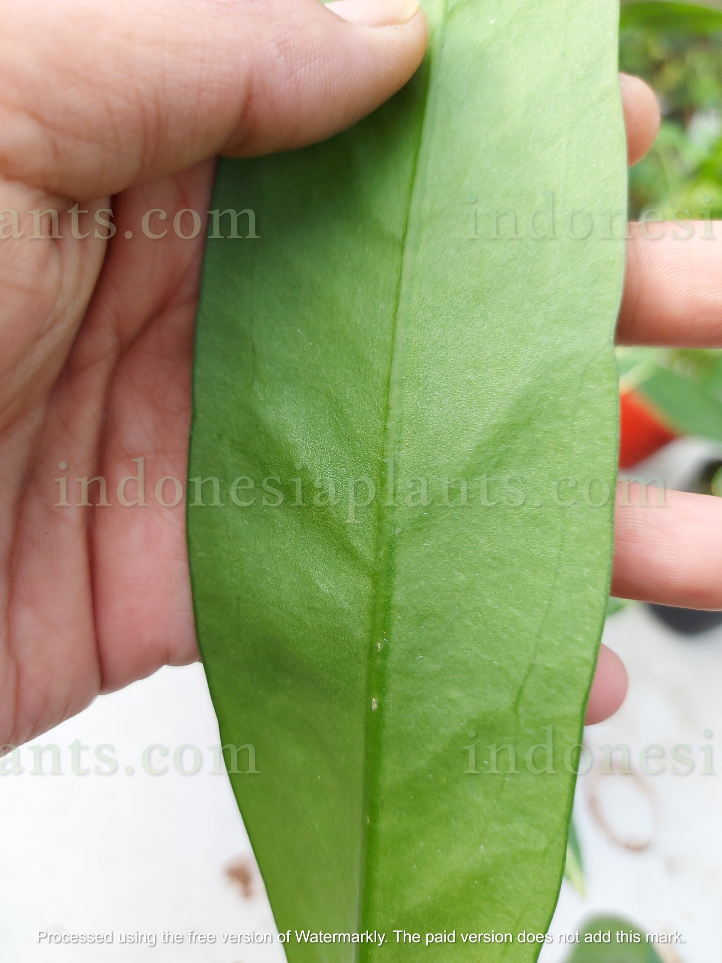 Anthurium Vittarifolium Long
