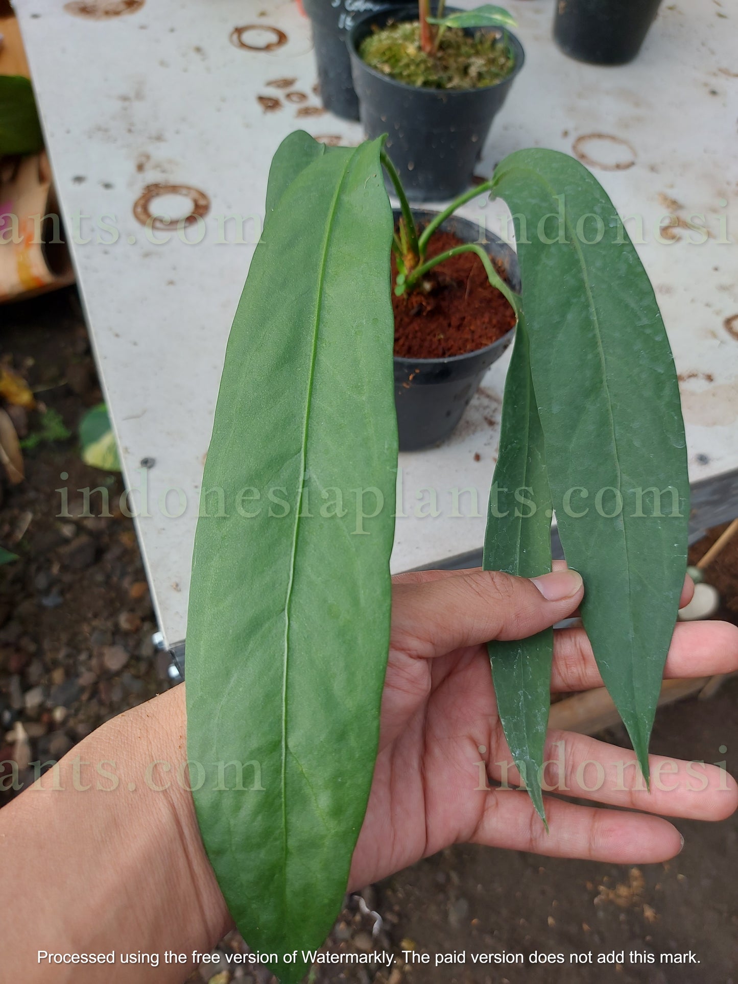 Anthurium Vittarifolium Long