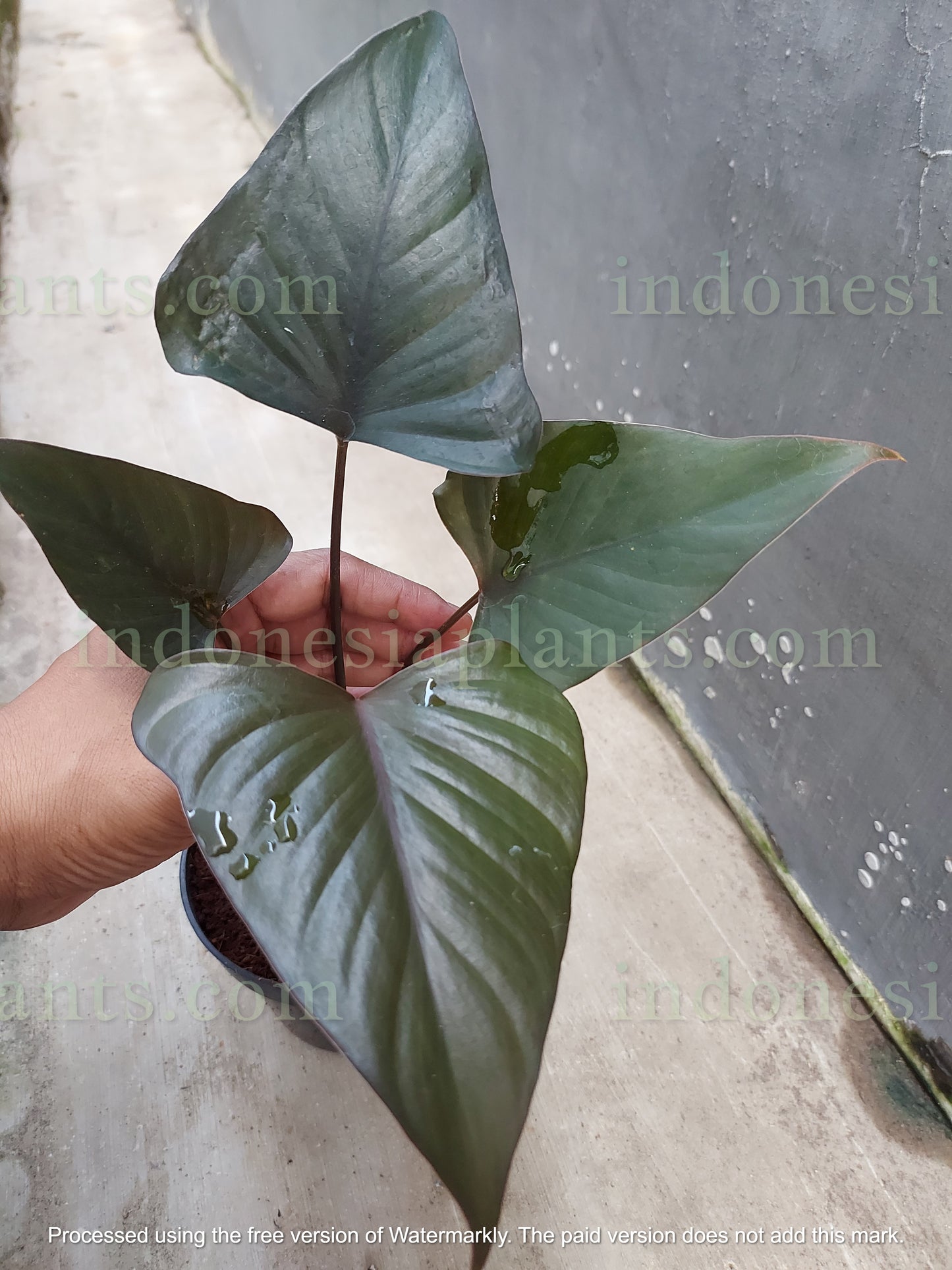 Homalomena Black