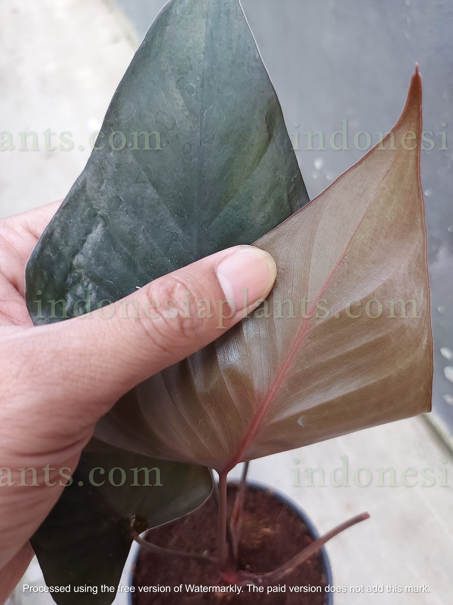 Homalomena Black