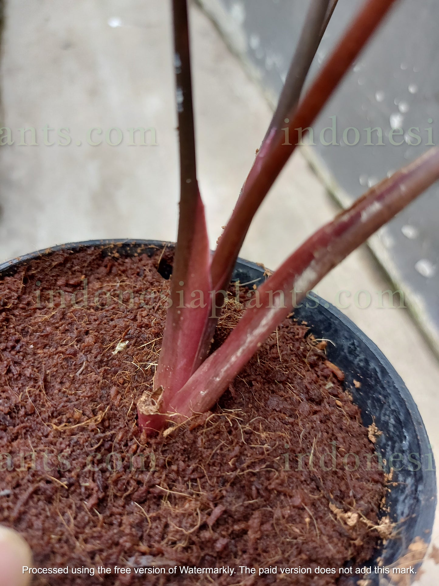 Homalomena Black