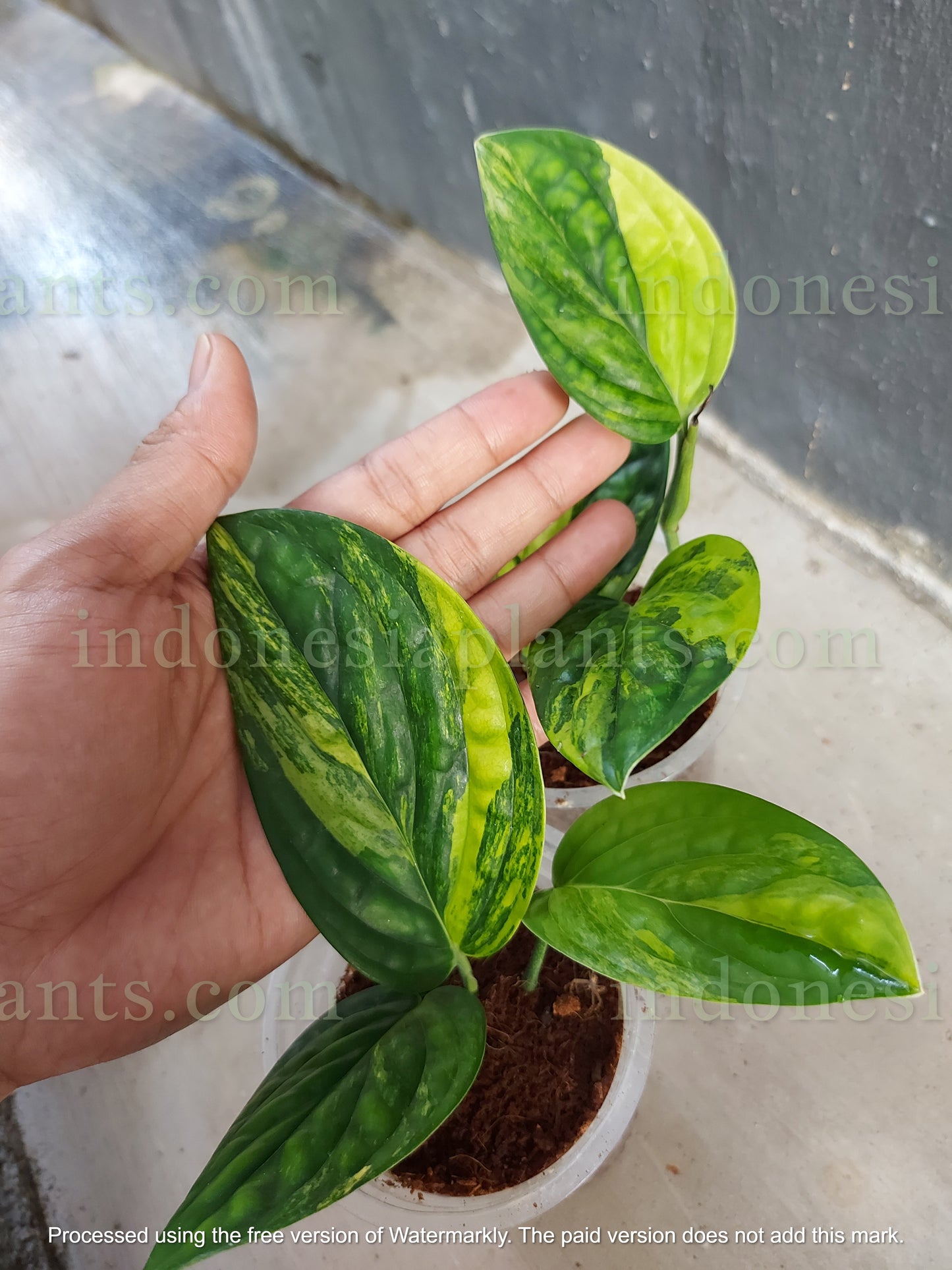 Monstera Peru Karstenianum Variegated