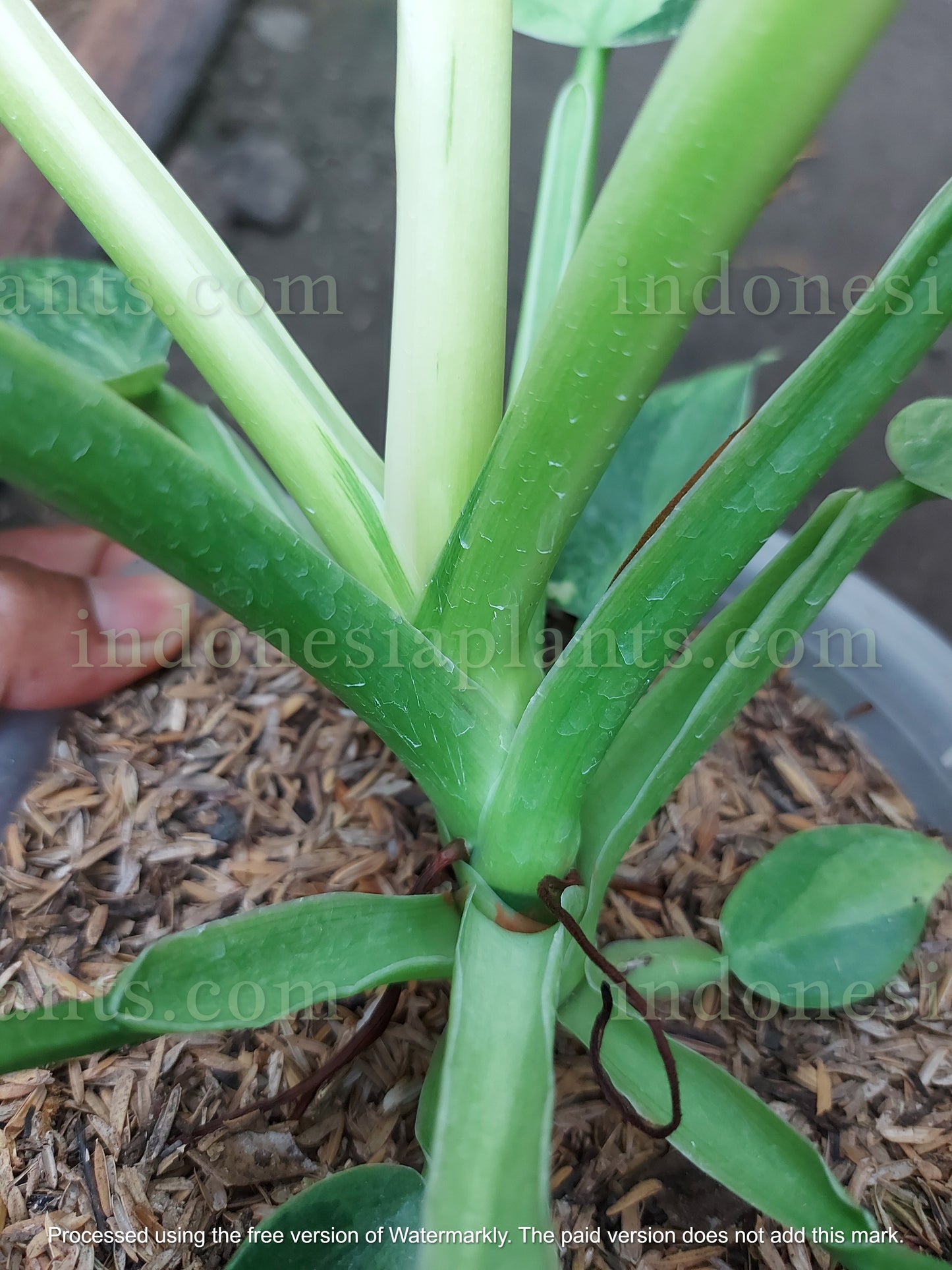 Philodendron Pigskin (Rogusum) X Philodendron Jose Buono
