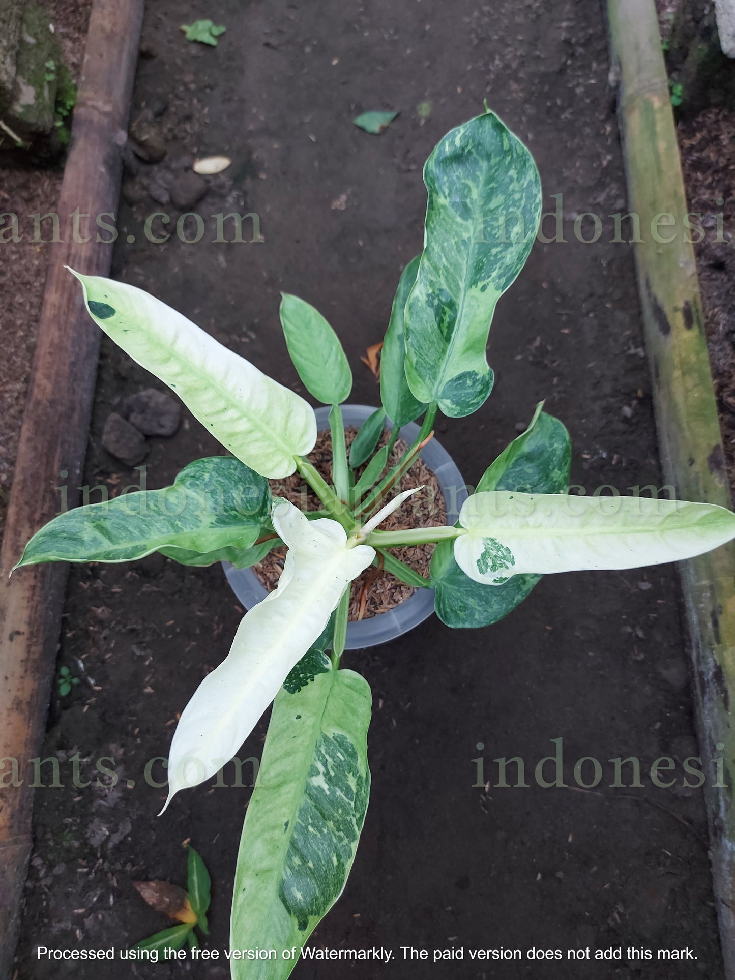 Philodendron Pigskin (Rogusum) X Philodendron Jose Buono