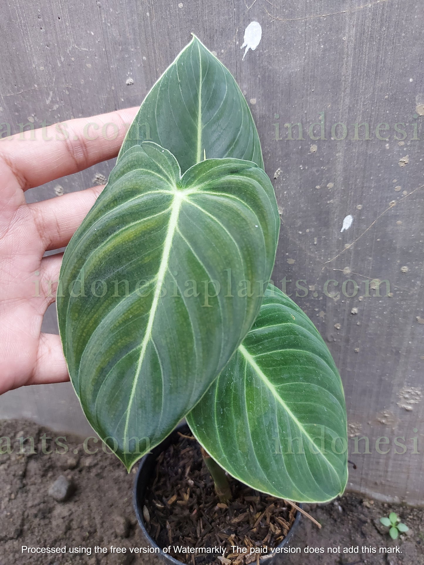 Philodendron Melanochrysum