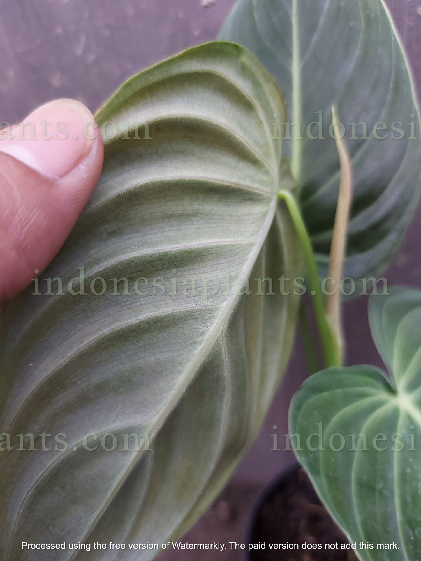 Philodendron Melanochrysum