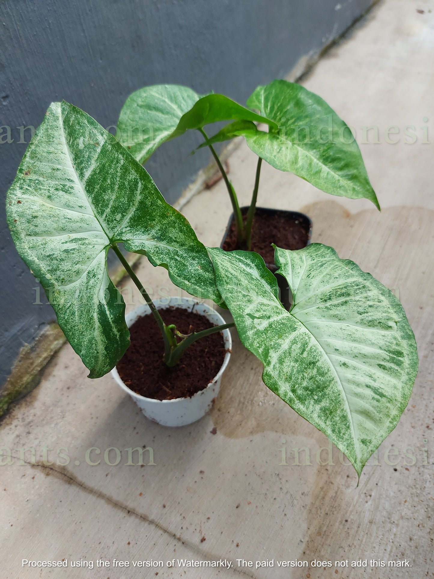 syngonium podophyllum green latte is native to the Indonesians. they thrive upward by climbing anything that it touches. they are colored in green latte.