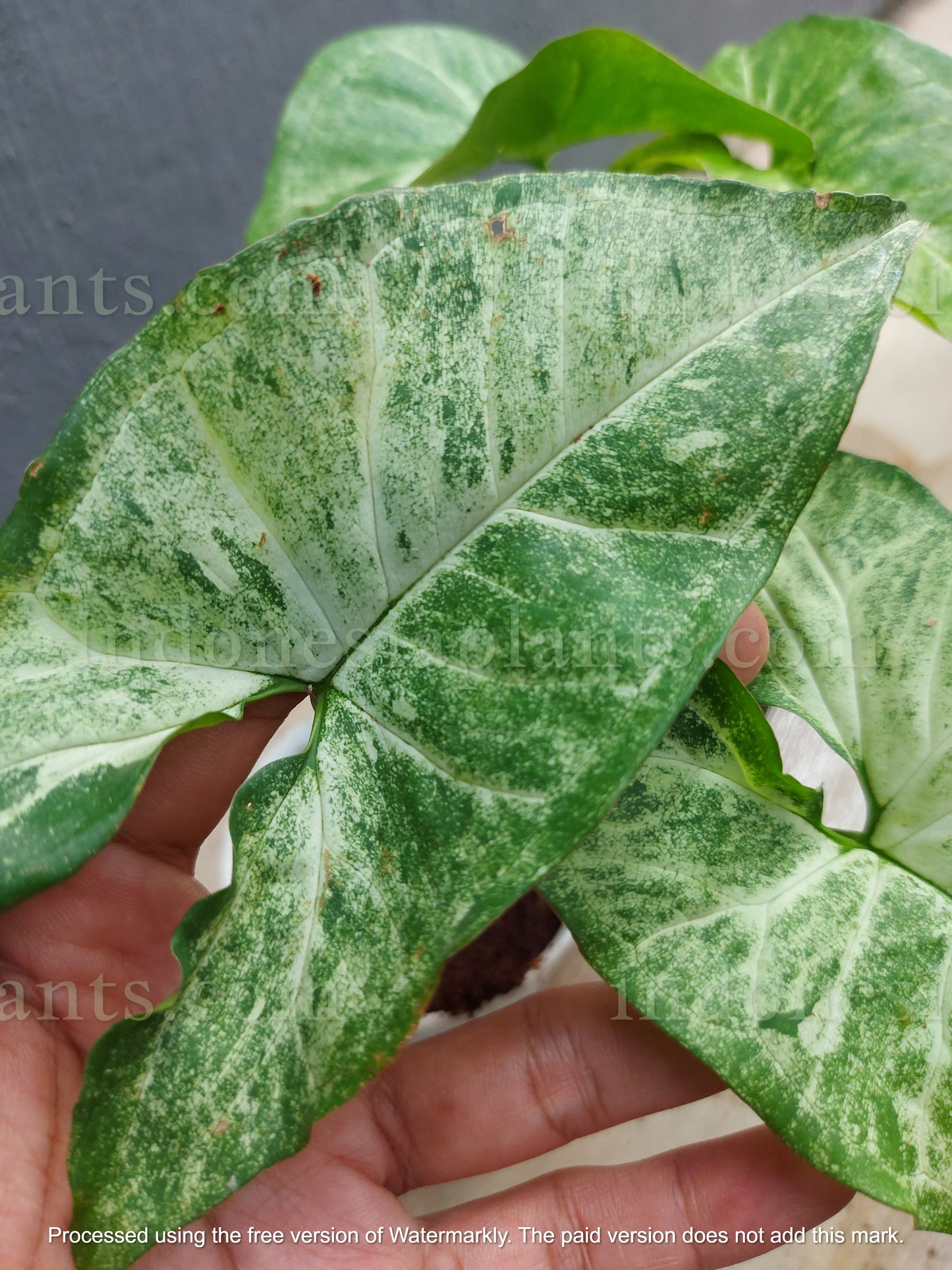 syngonium podophyllum green latte is native to the Indonesians. they thrive upward by climbing anything that it touches. they are colored in green latte.