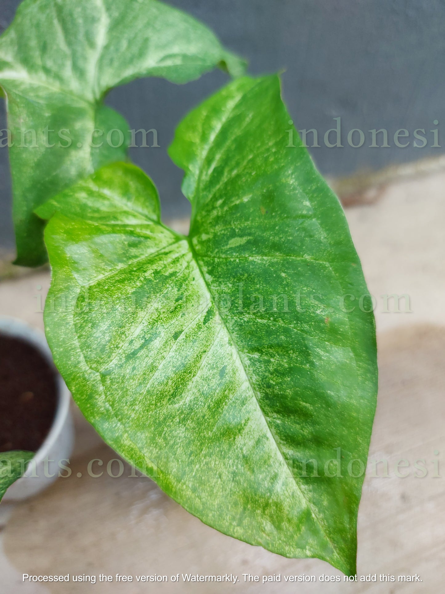 syngonium podophyllum green latte is native to the Indonesians. they thrive upward by climbing anything that it touches. they are colored in green latte.