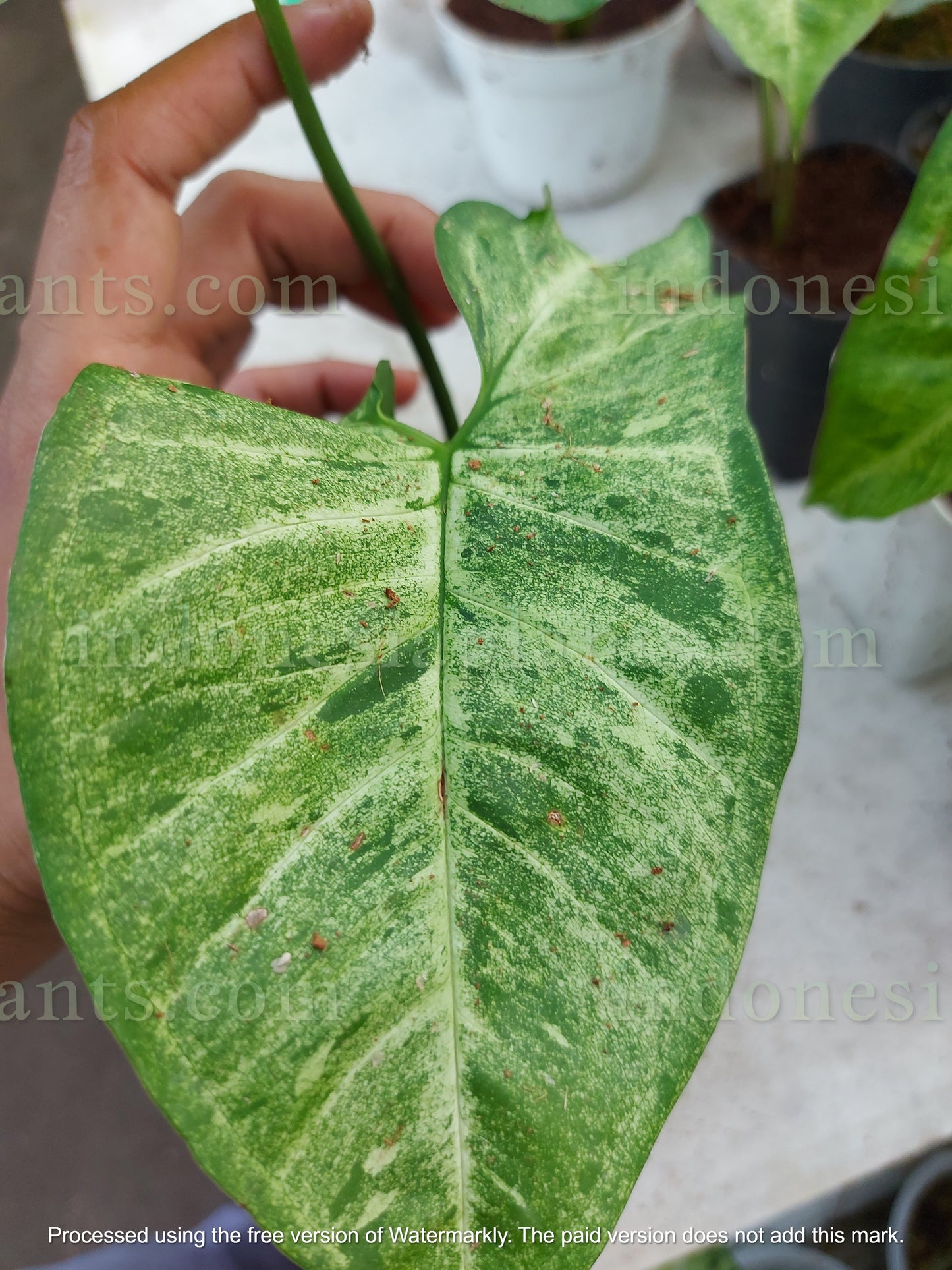 syngonium podophyllum green latte is native to the Indonesians. they thrive upward by climbing anything that it touches. they are colored in green latte.
