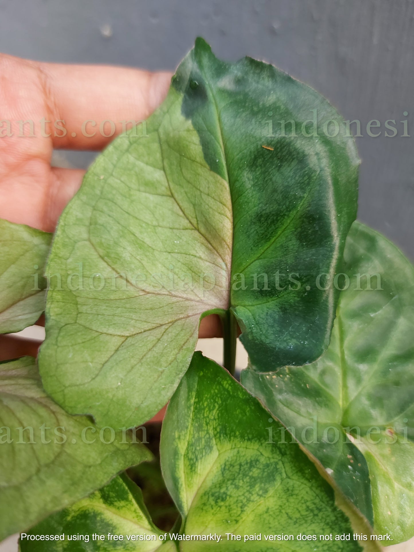 in genera, people only notice the syngonium t24. this syngonium t24 round form have smaller size of leaves and dimensions is also smaller. it takes longer time for them to grow big in leaves size. on top of all that, syngonium t24 round form have almost 100% of variegated leaves.