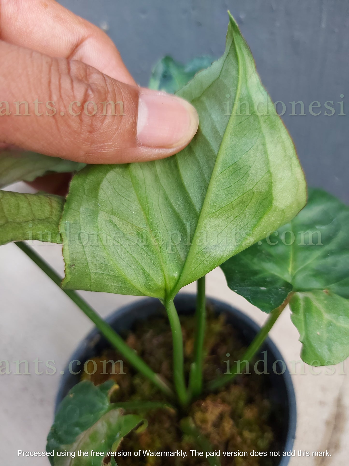 in genera, people only notice the syngonium t24. this syngonium t24 round form have smaller size of leaves and dimensions is also smaller. it takes longer time for them to grow big in leaves size. on top of all that, syngonium t24 round form have almost 100% of variegated leaves.