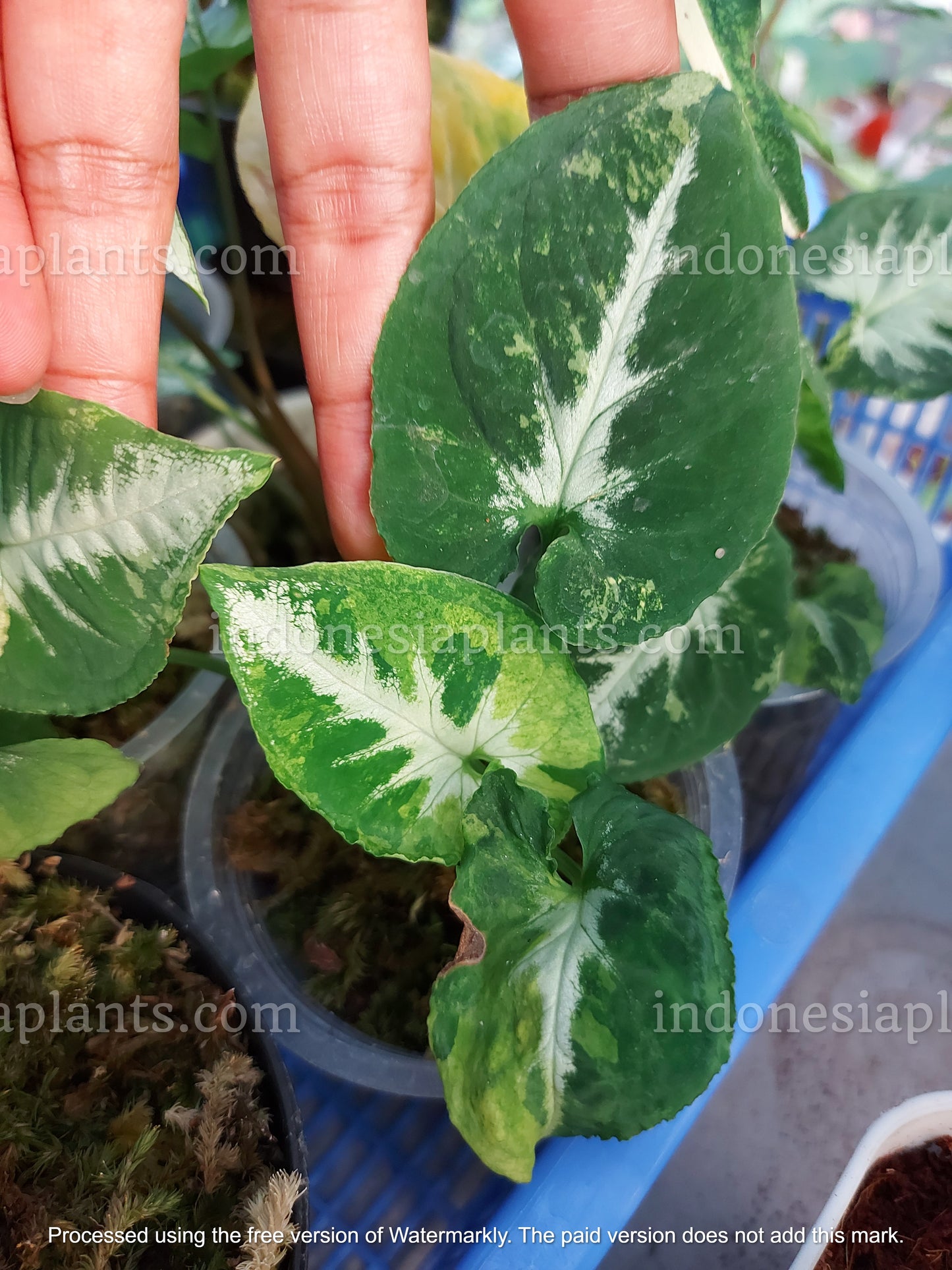 syngonium scrambled eggs is the variegated plant version of syngonium wendlandii. syngonium scrambled eggs have yellow color or known as variegated leaves.