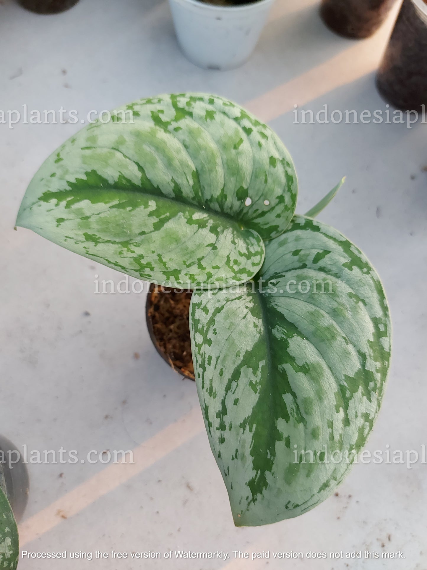 Scindapsus Silver Cloud