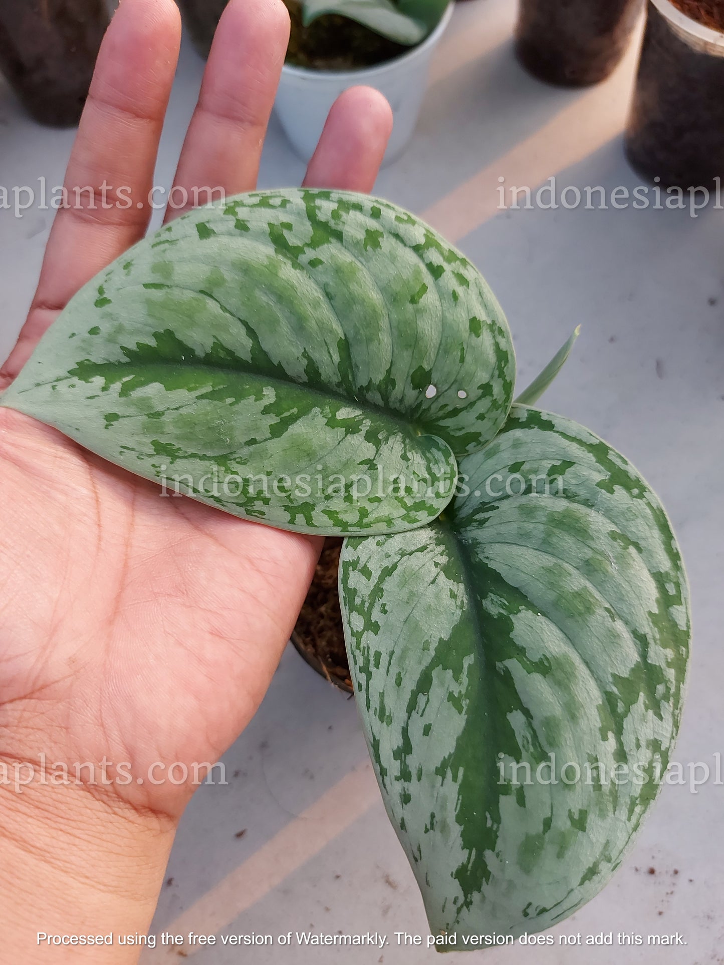Scindapsus Silver Cloud