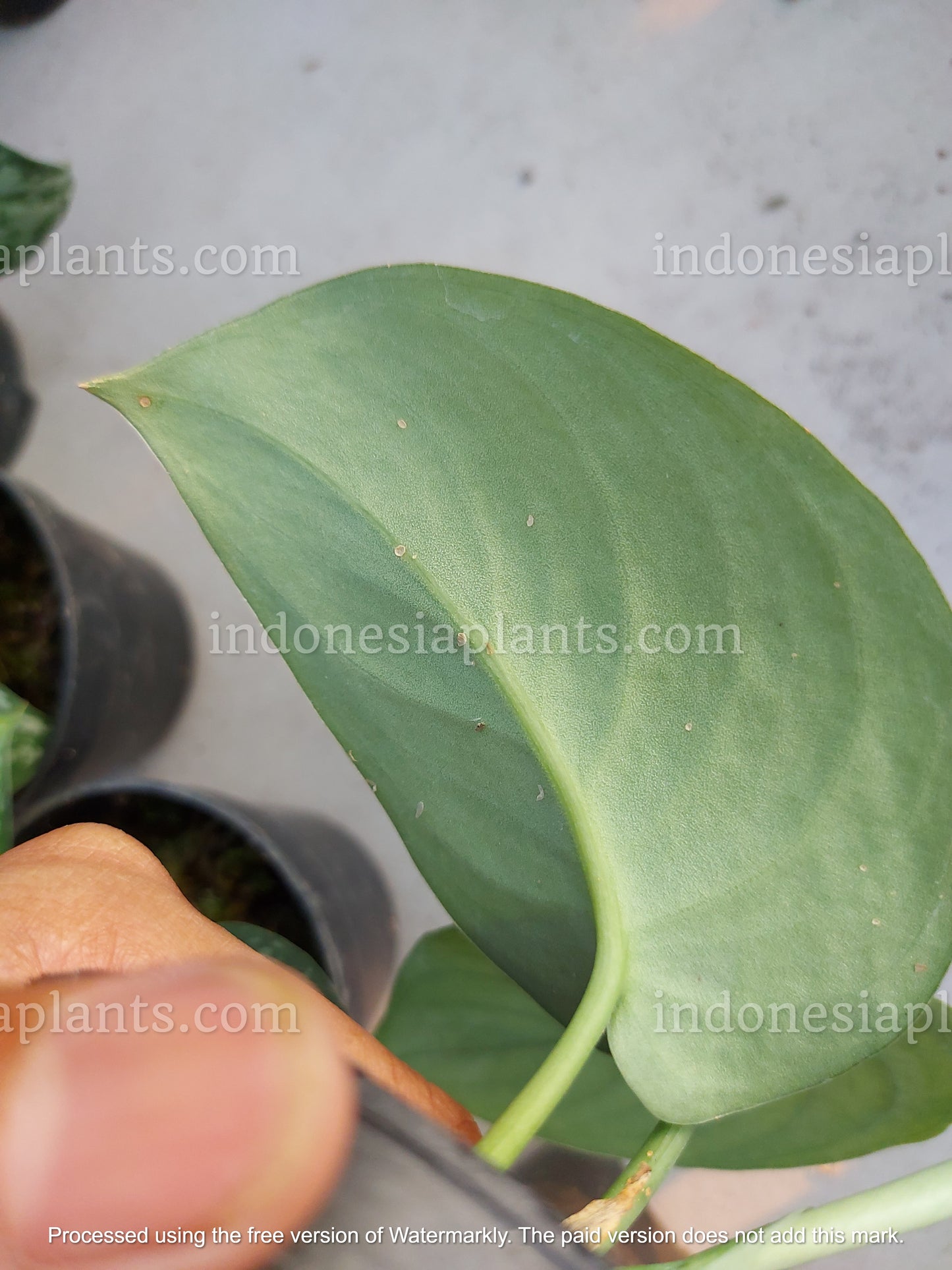 Scindapsus Silver Cloud