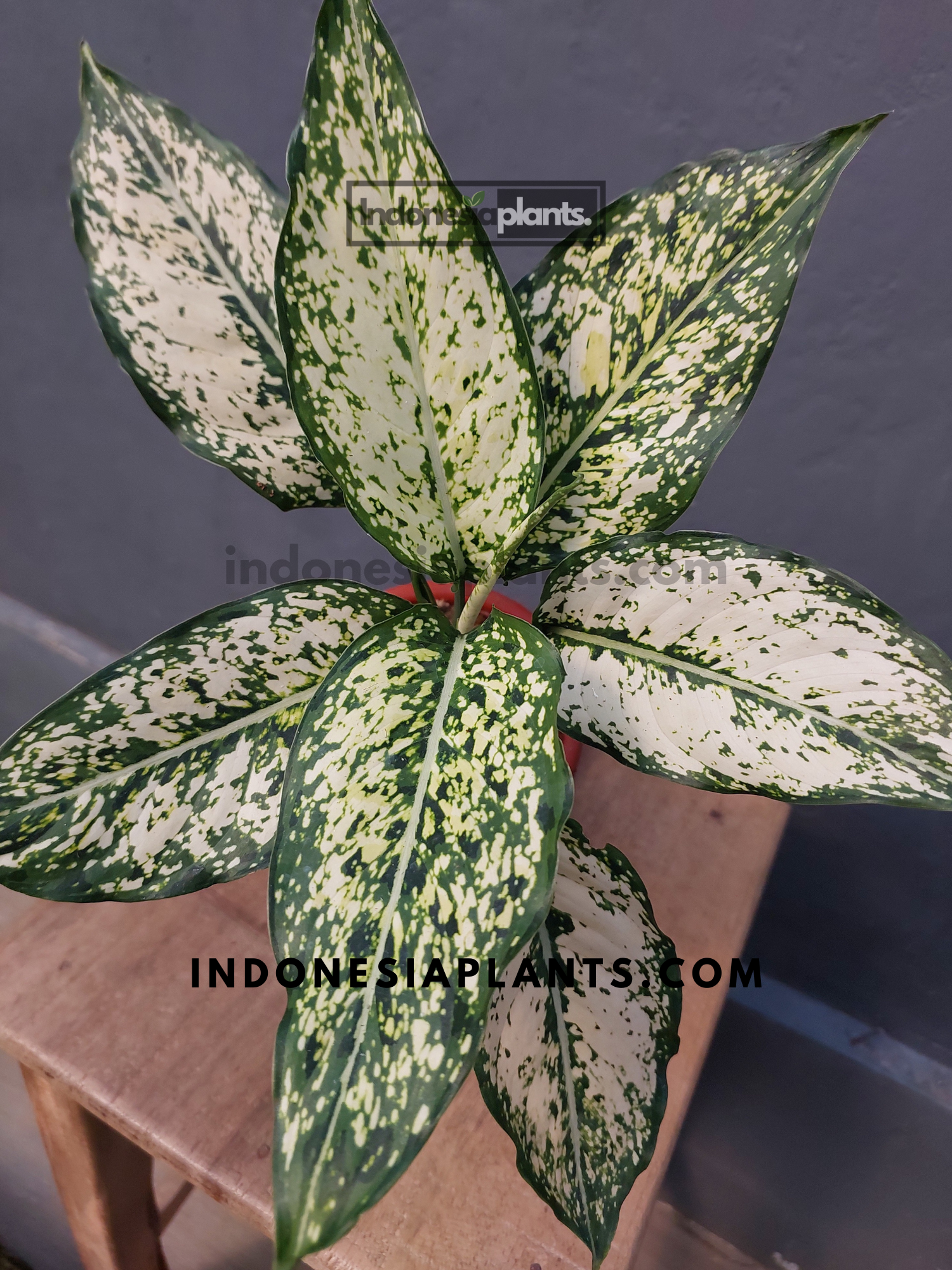jenis aglaonema snow white Aglaonema Snow White – INDONESIAPLANTS