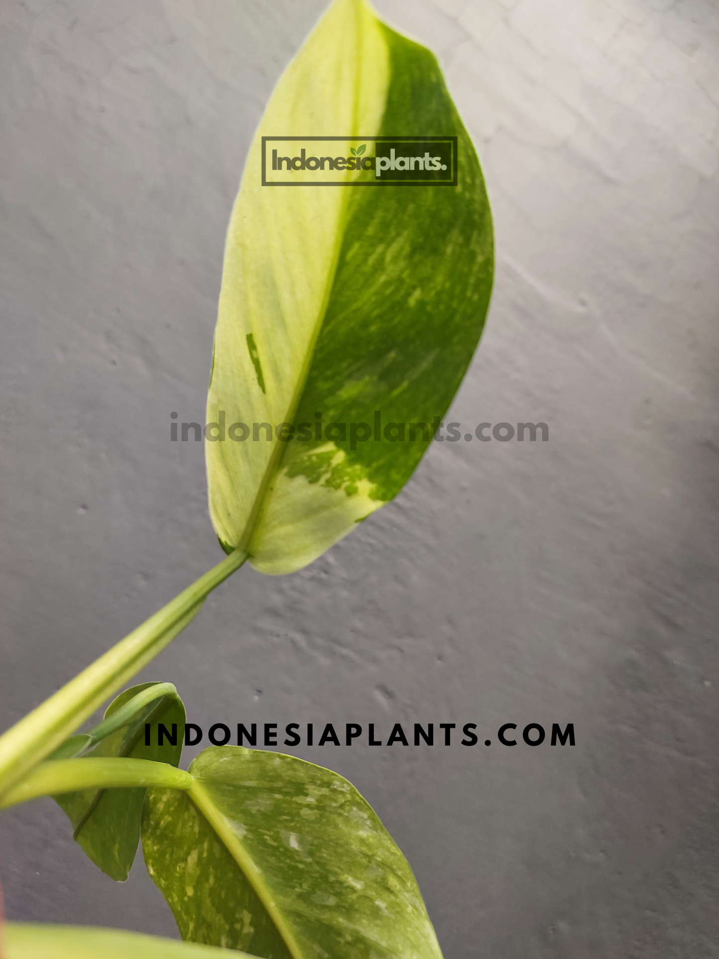 Philodendron Jose Buono