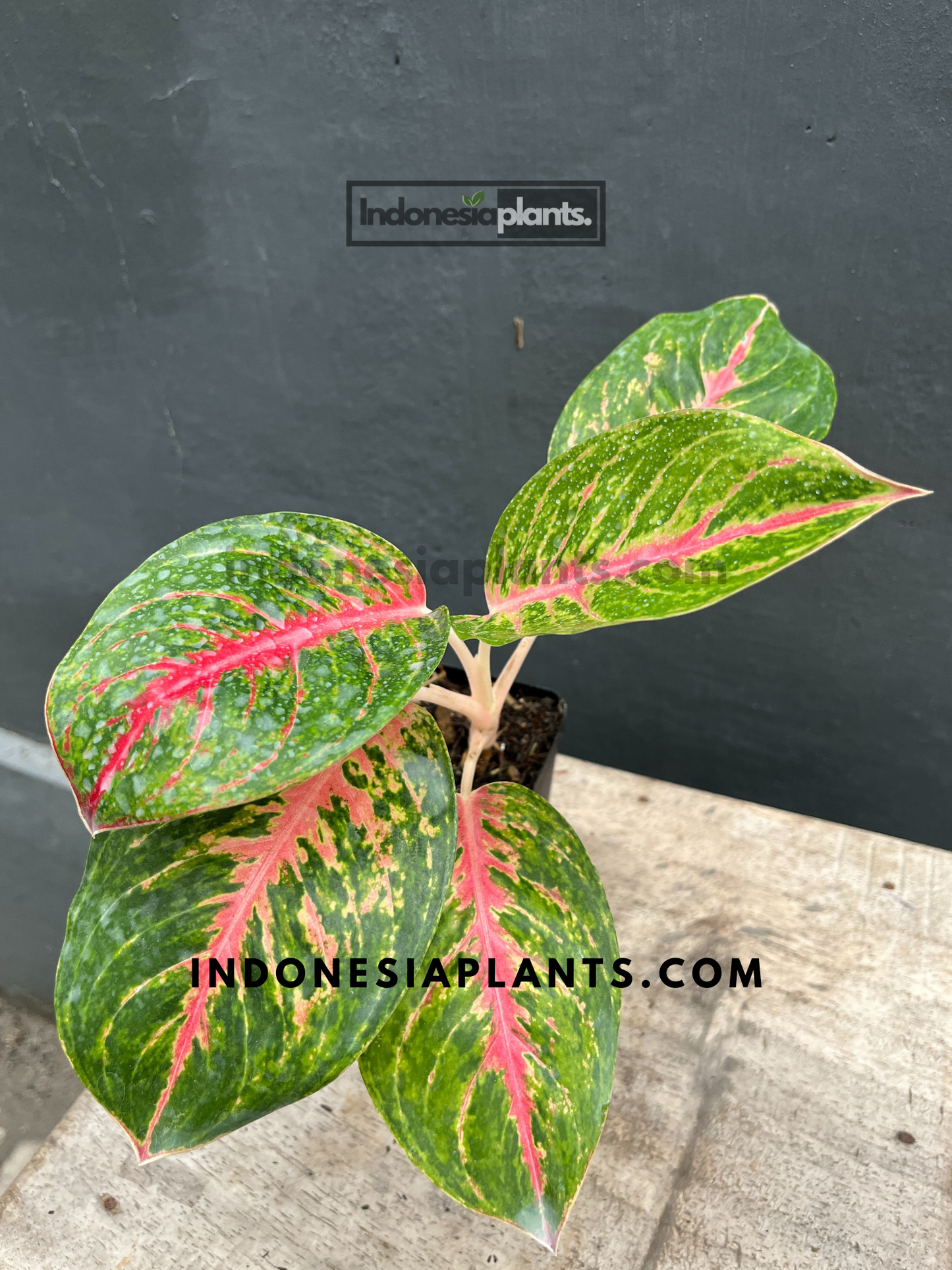 Aglaonema Big Papa