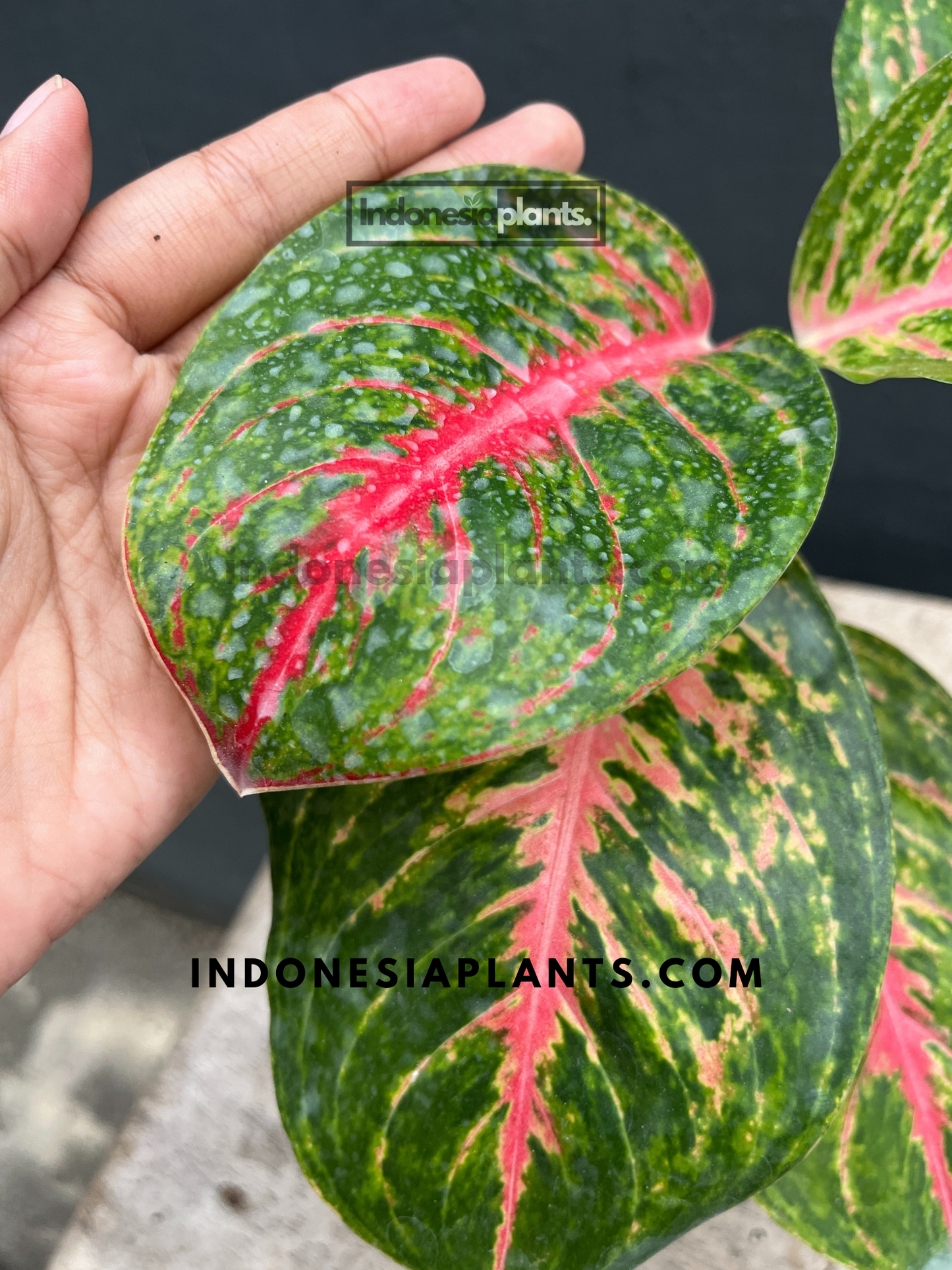 Aglaonema Big Papa