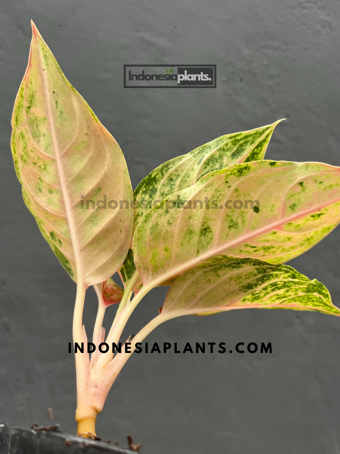 Aglaonema Light of Diamond