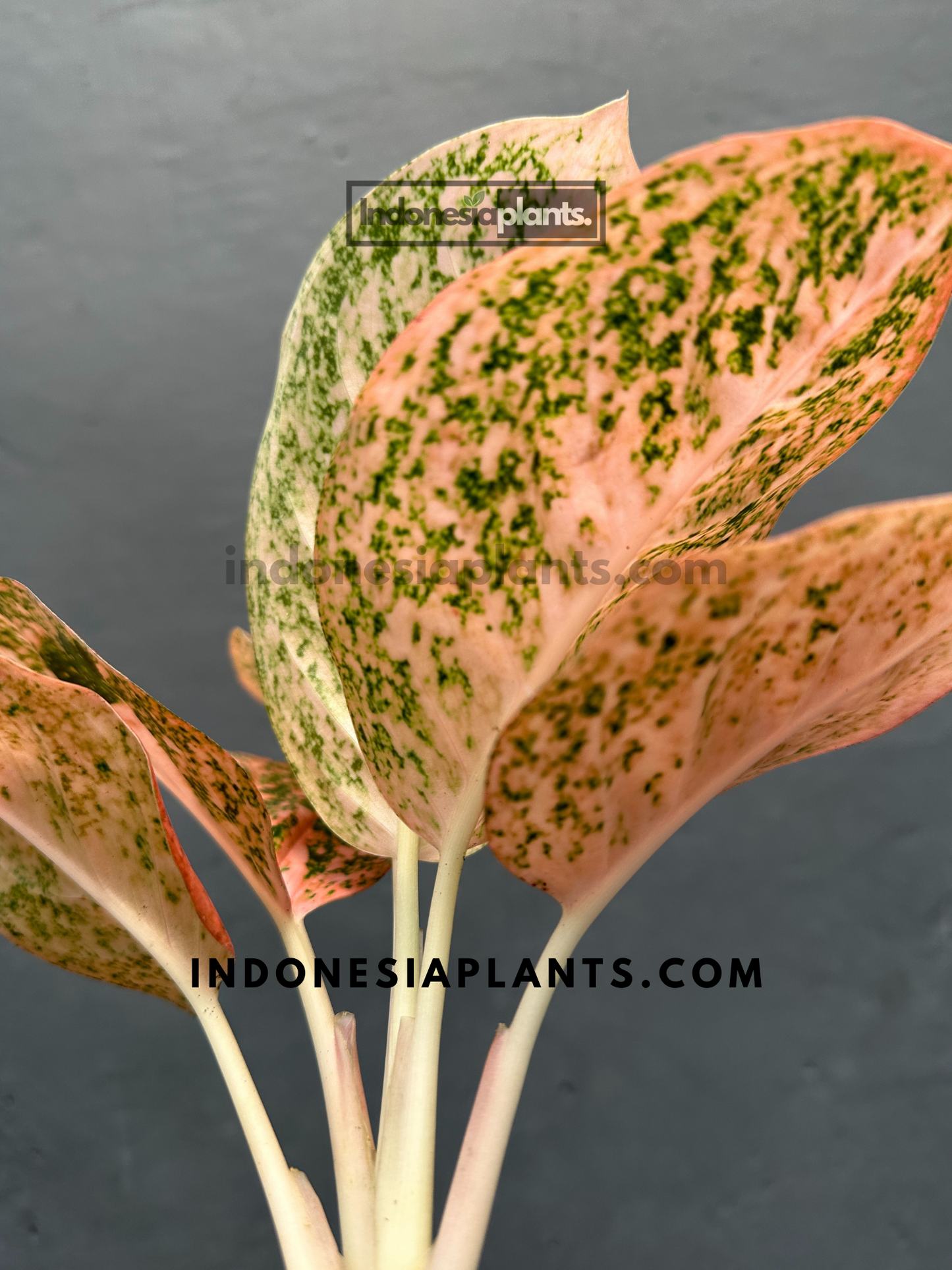 Aglaonema Orange Stardust