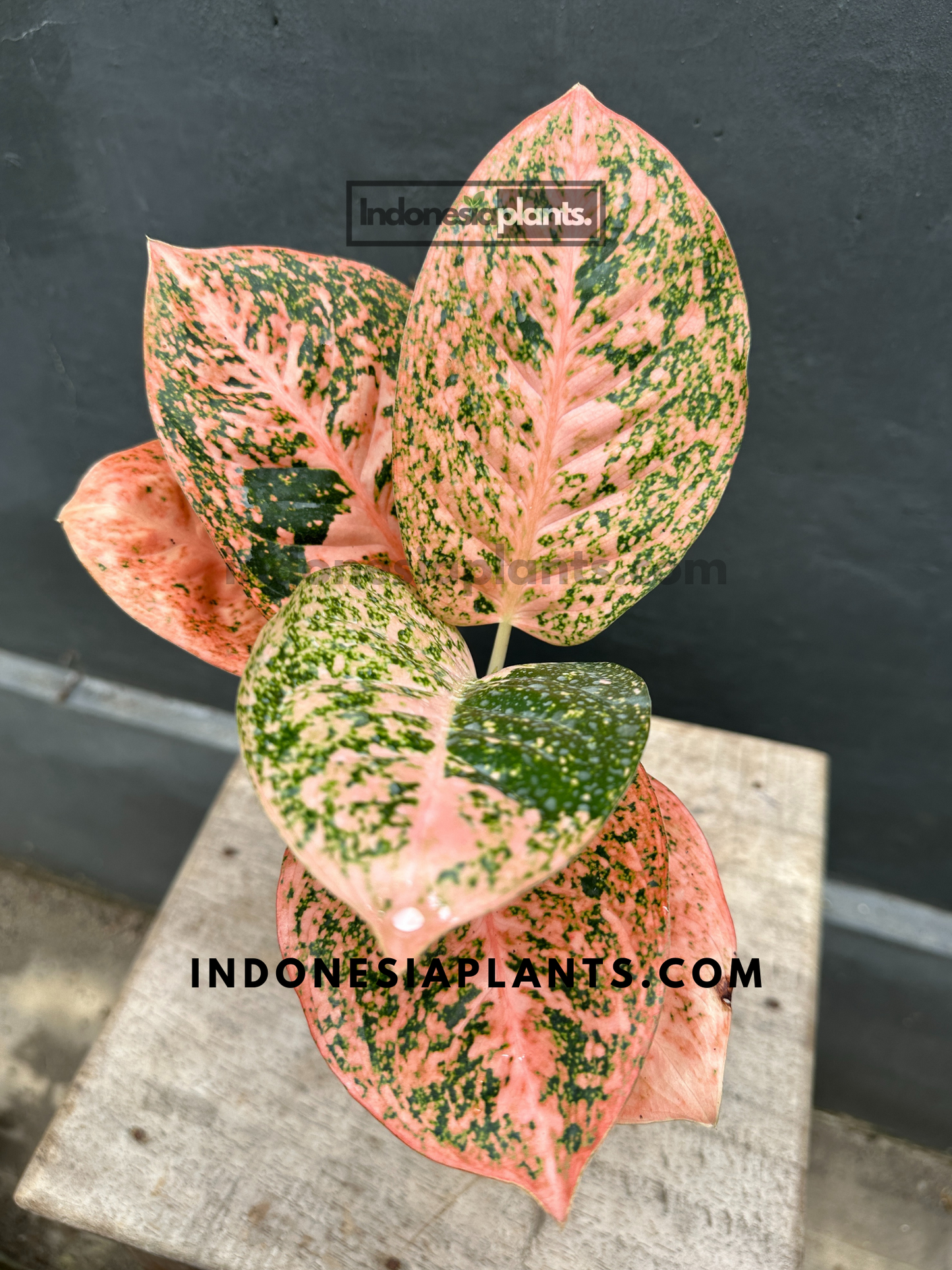 Aglaonema Orange Stardust