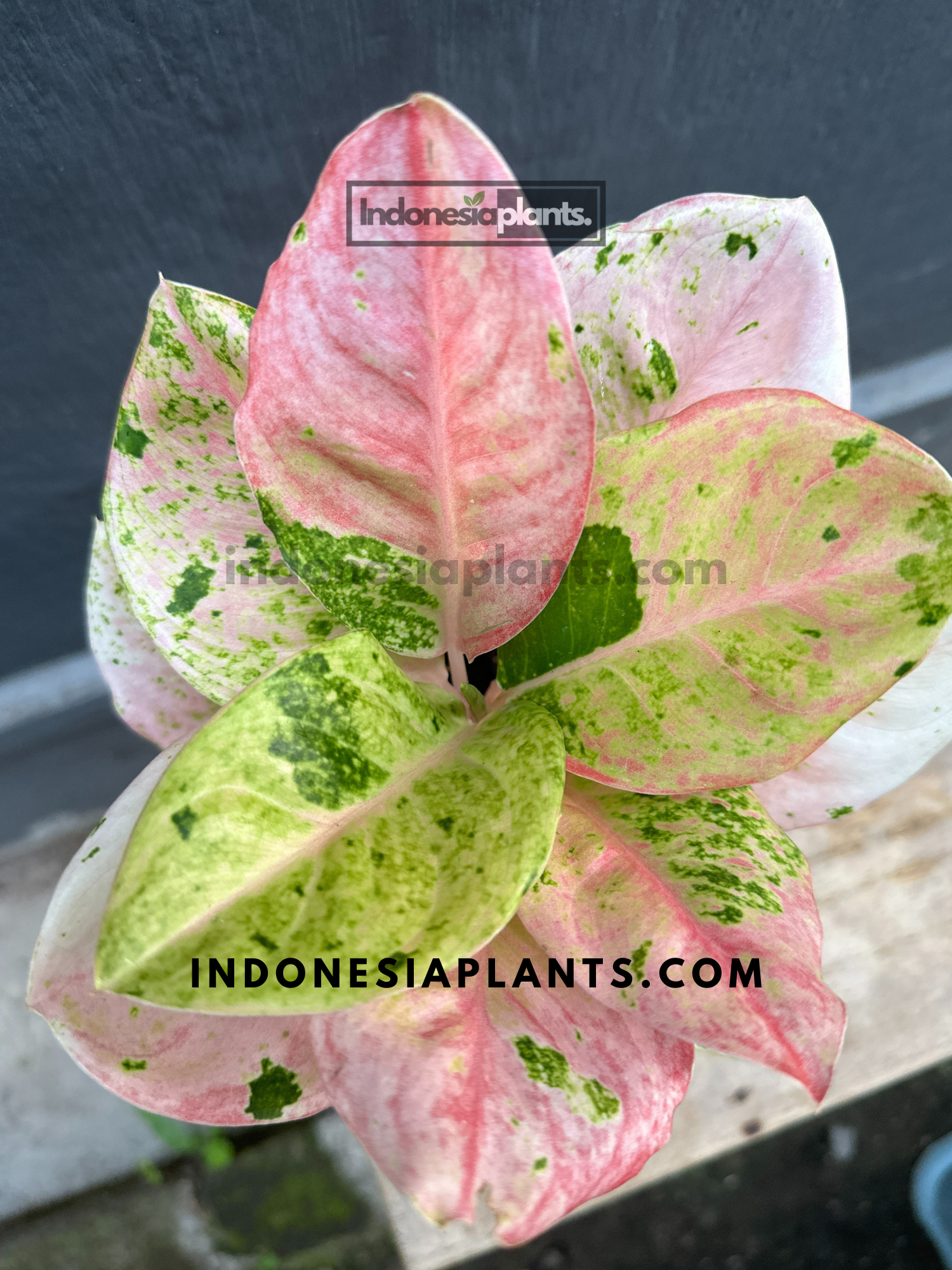 aglaonema emerald pink hybrid Aglaonema Emerald Pink variegated *Preorder* (6624P:G) Acclimated (In-Stock)