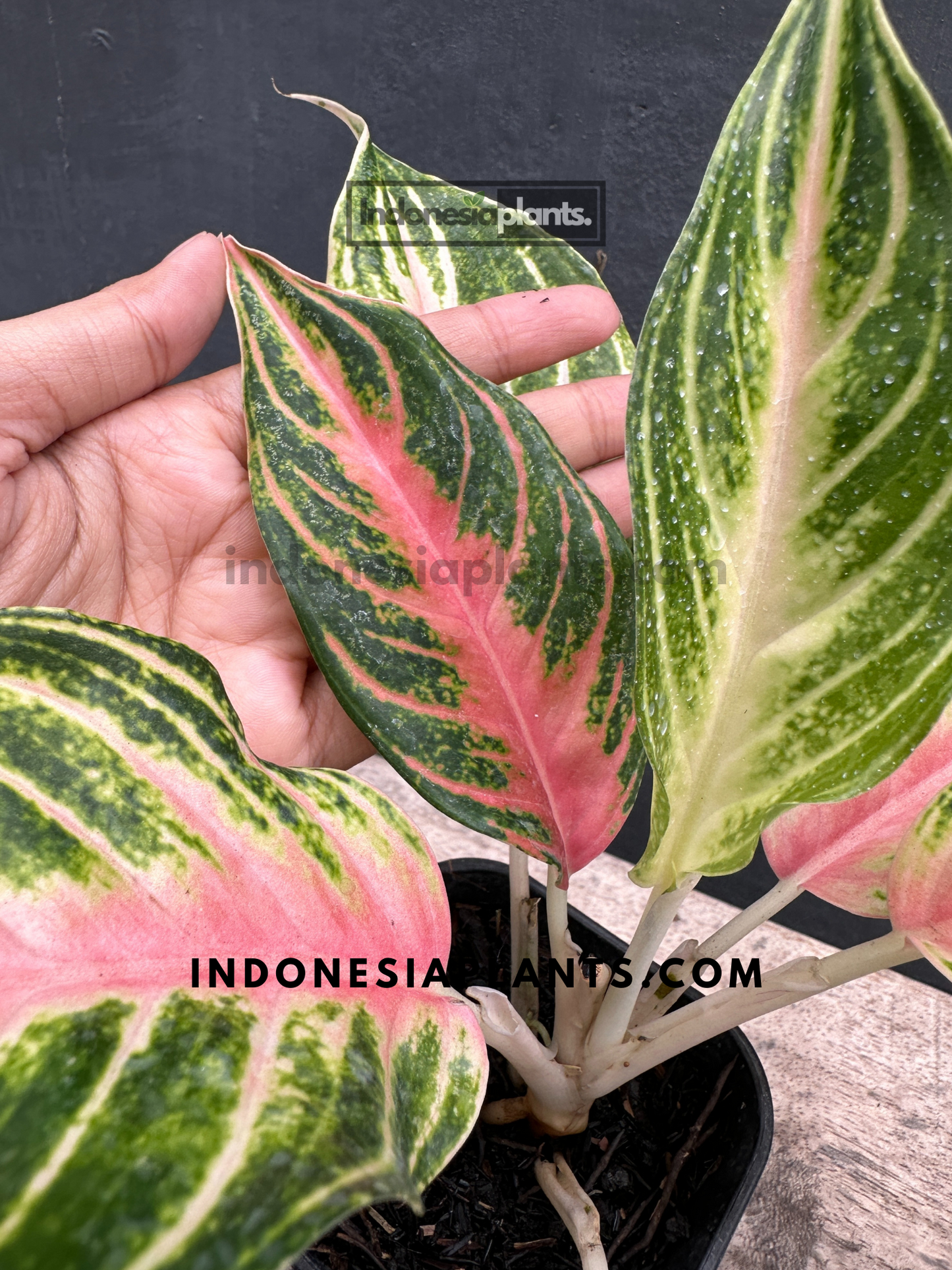 Aglaonema Pink Sunset