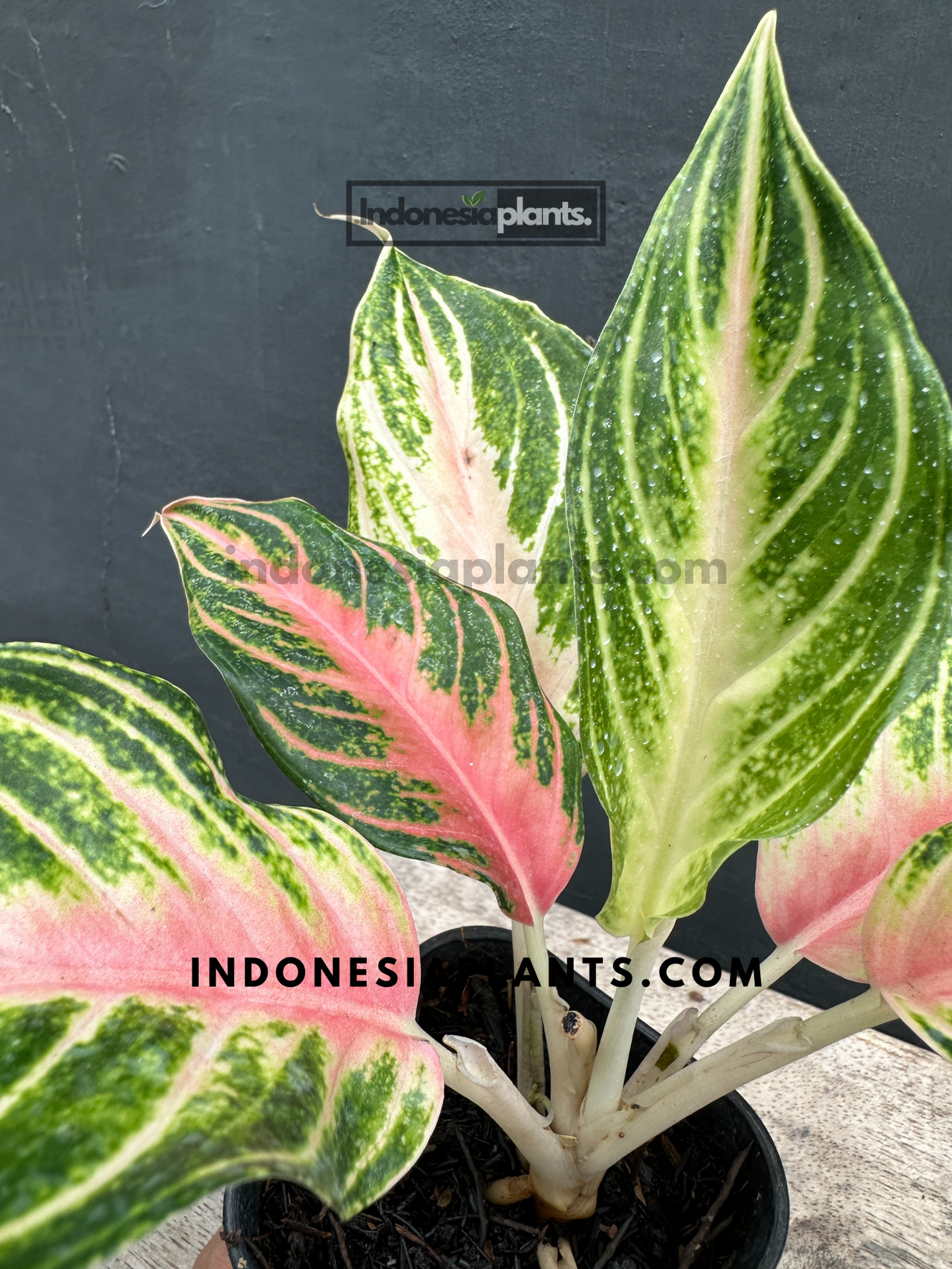 Aglaonema Pink Sunset