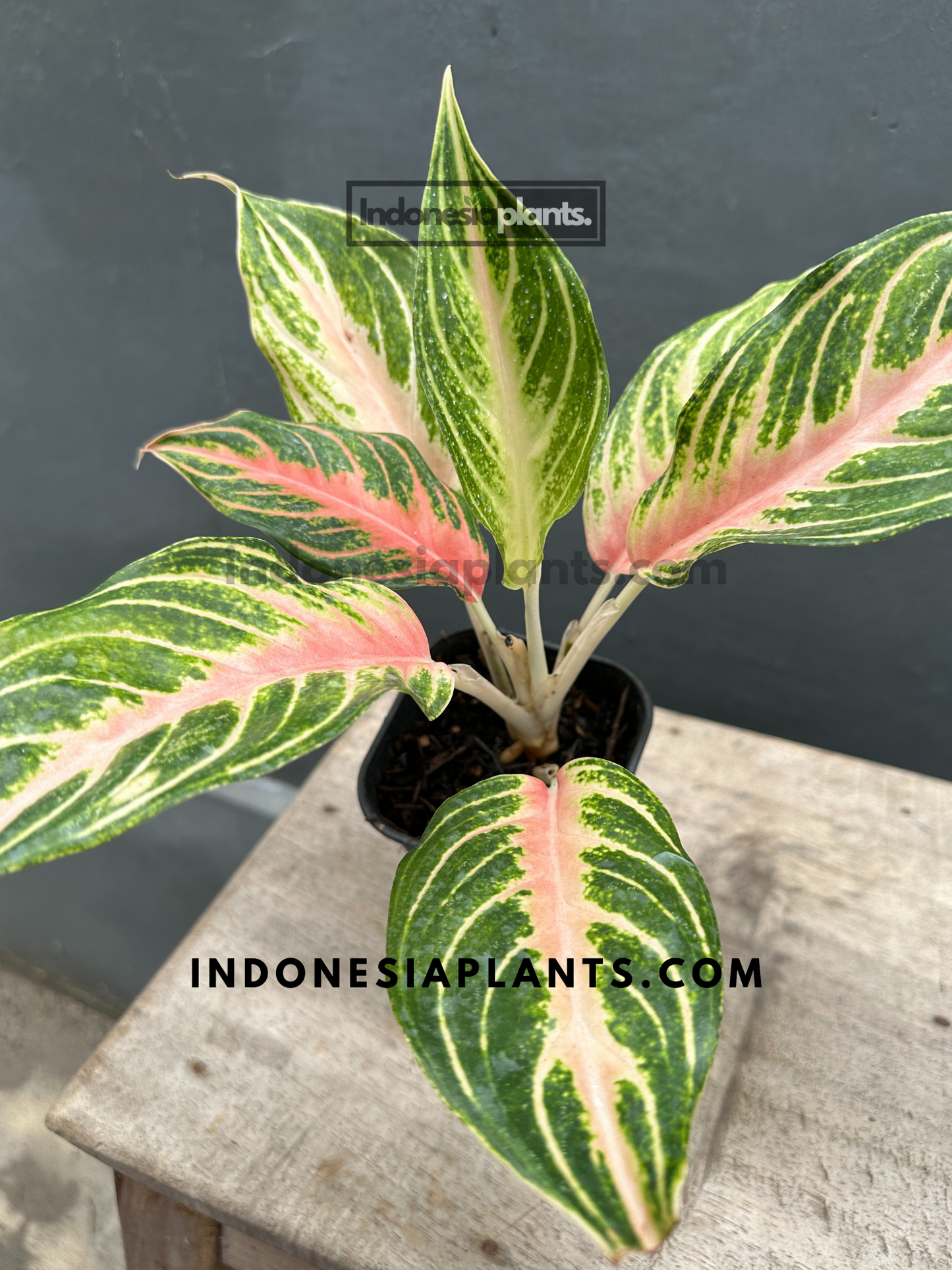 Aglaonema Pink Sunset
