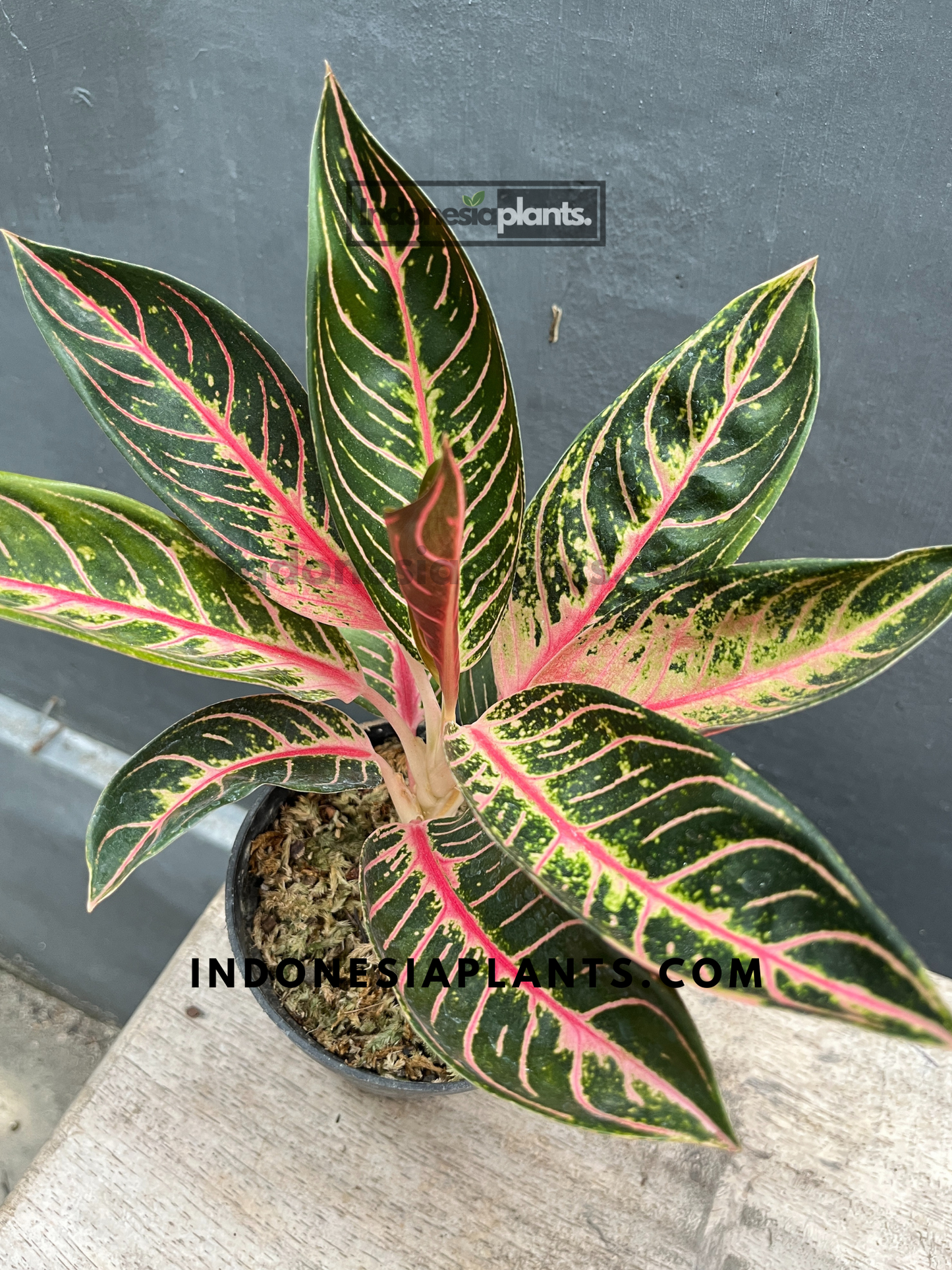 Aglaonema Pride of Sumatra