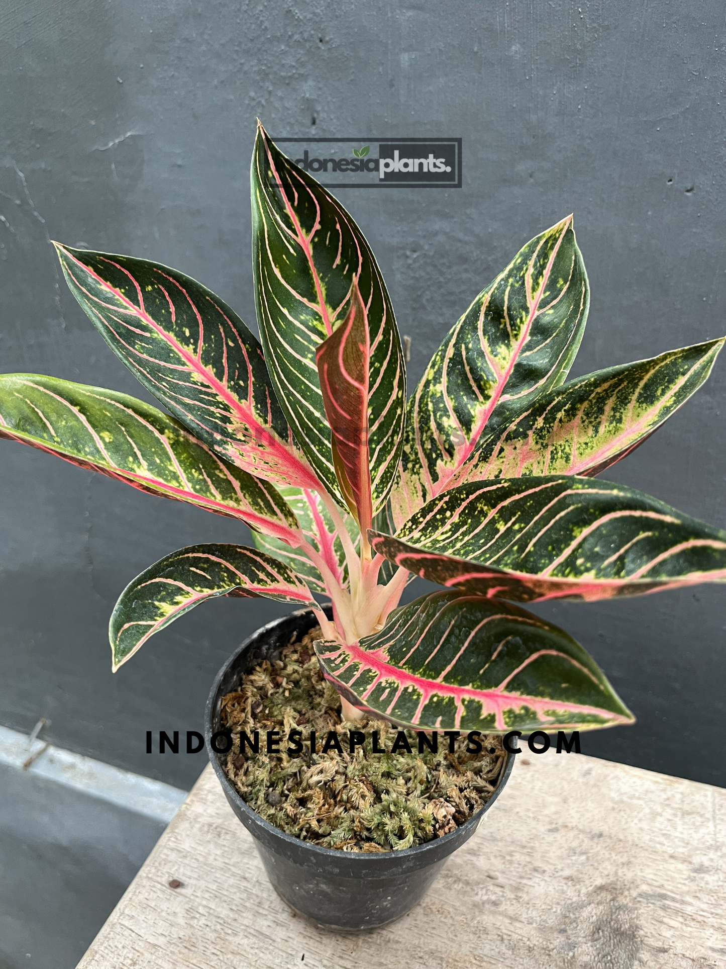 Aglaonema Pride of Sumatra
