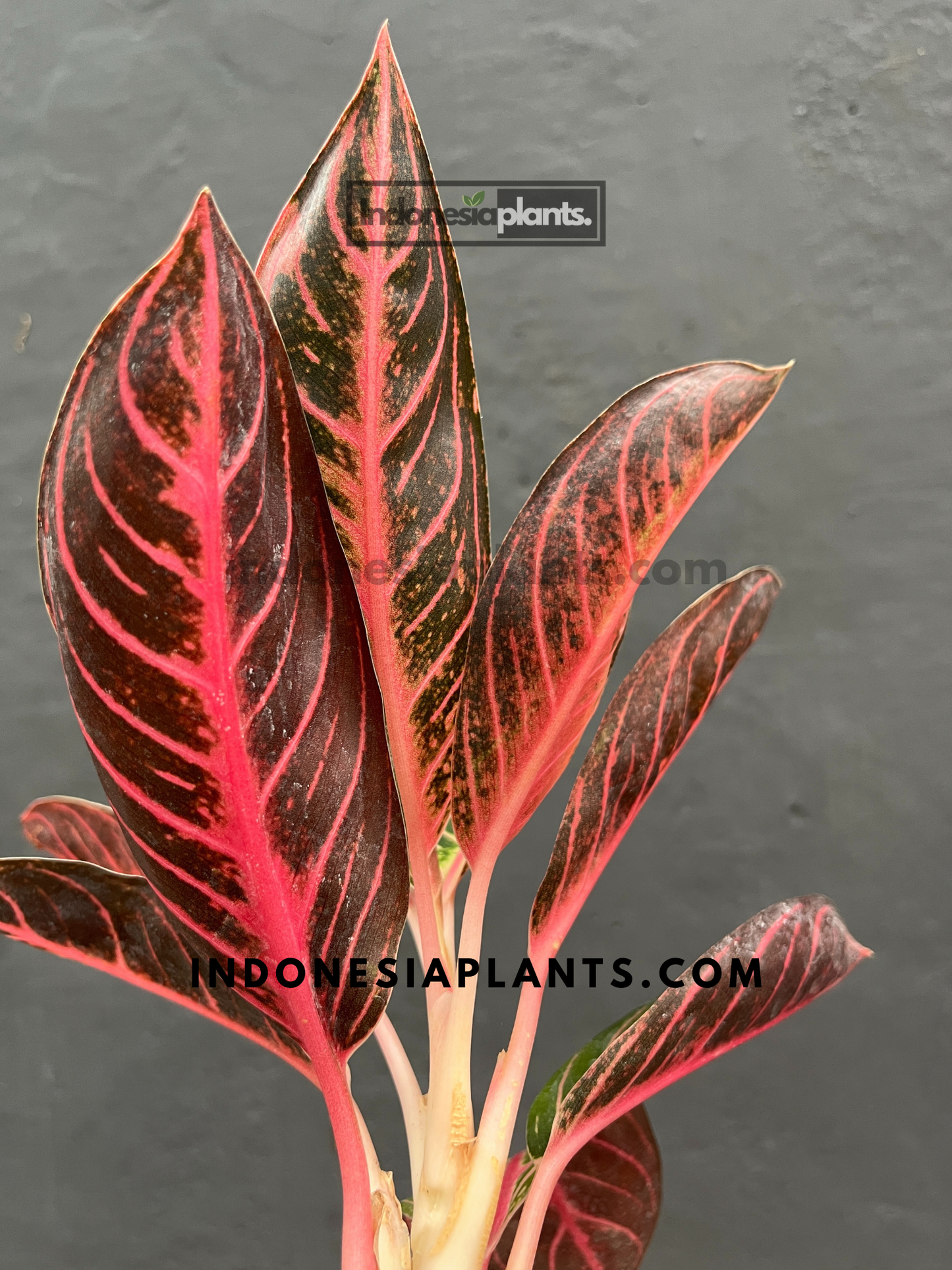 Aglaonema Pride of Sumatra