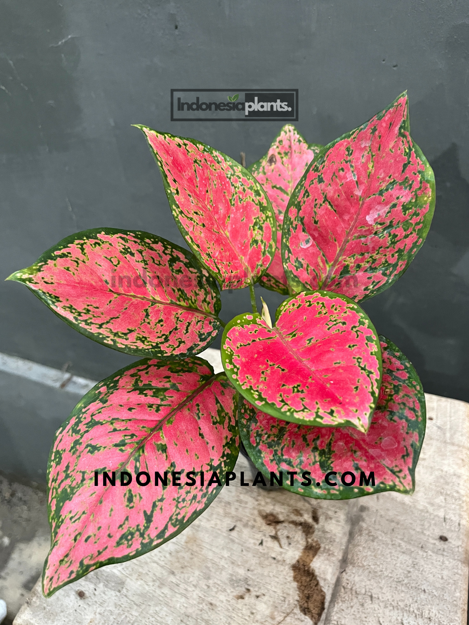 aglaonema black anyamanee Aglaonema Red Anyamanee