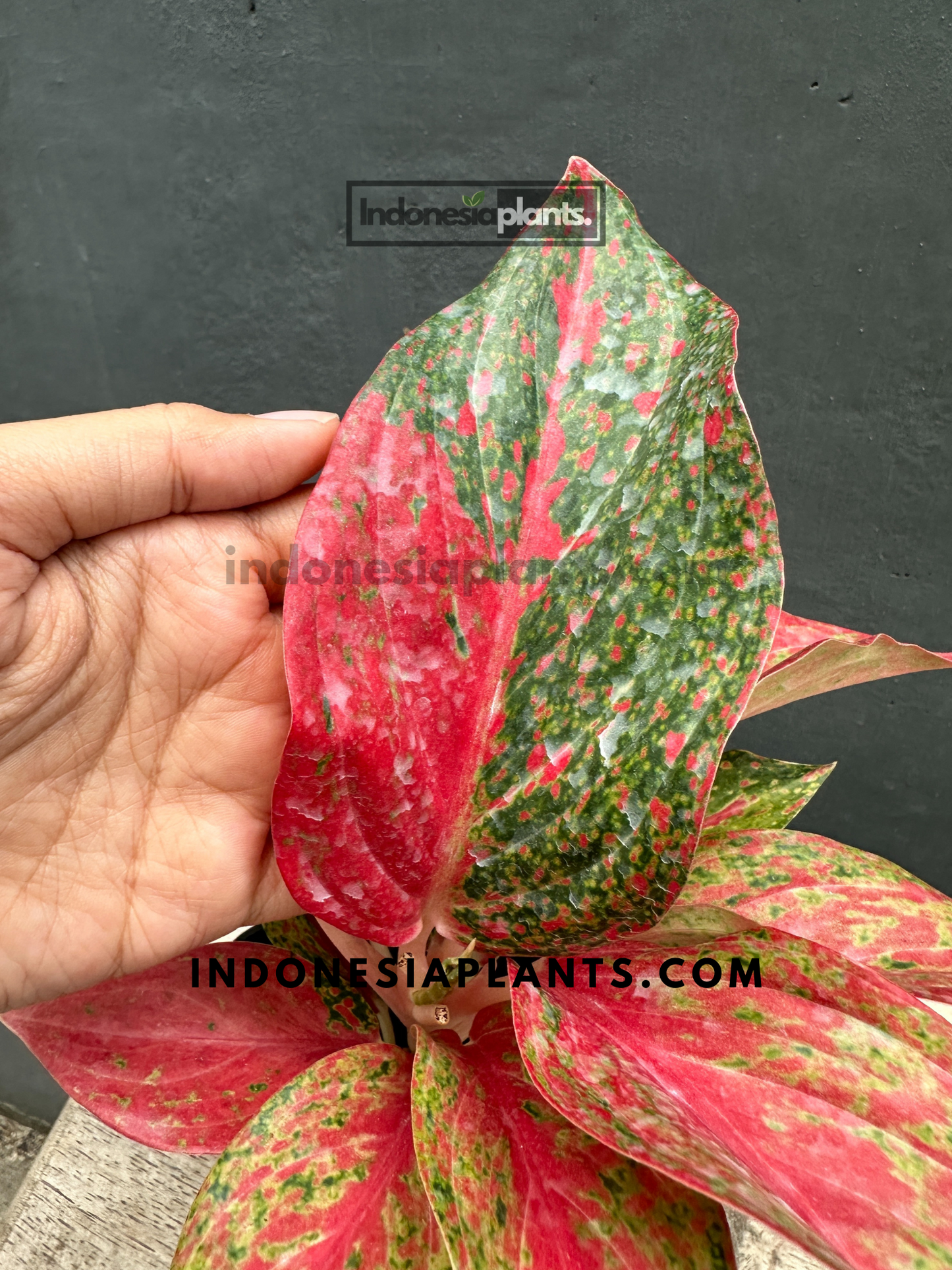 Aglaonema Red Moon