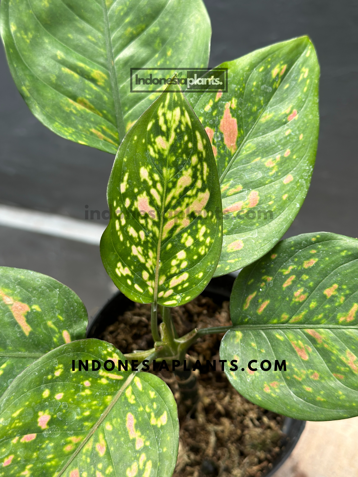 aglaonema rubi Aglaonema Ruby Chiang Mai – INDONESIAPLANTS