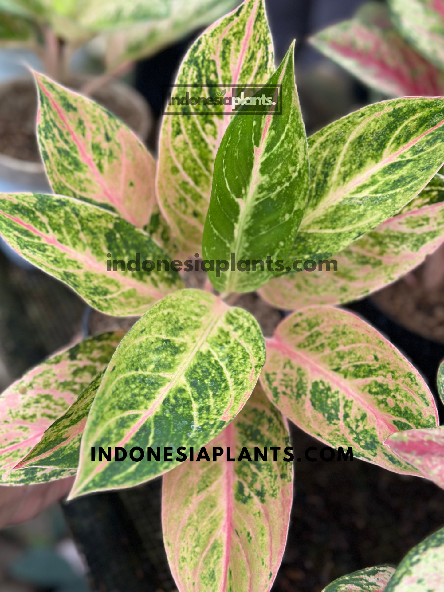 Aglaonema Sekar Kemuning live plant displaying green, cream, yellow, and soft pink variegated leaves.