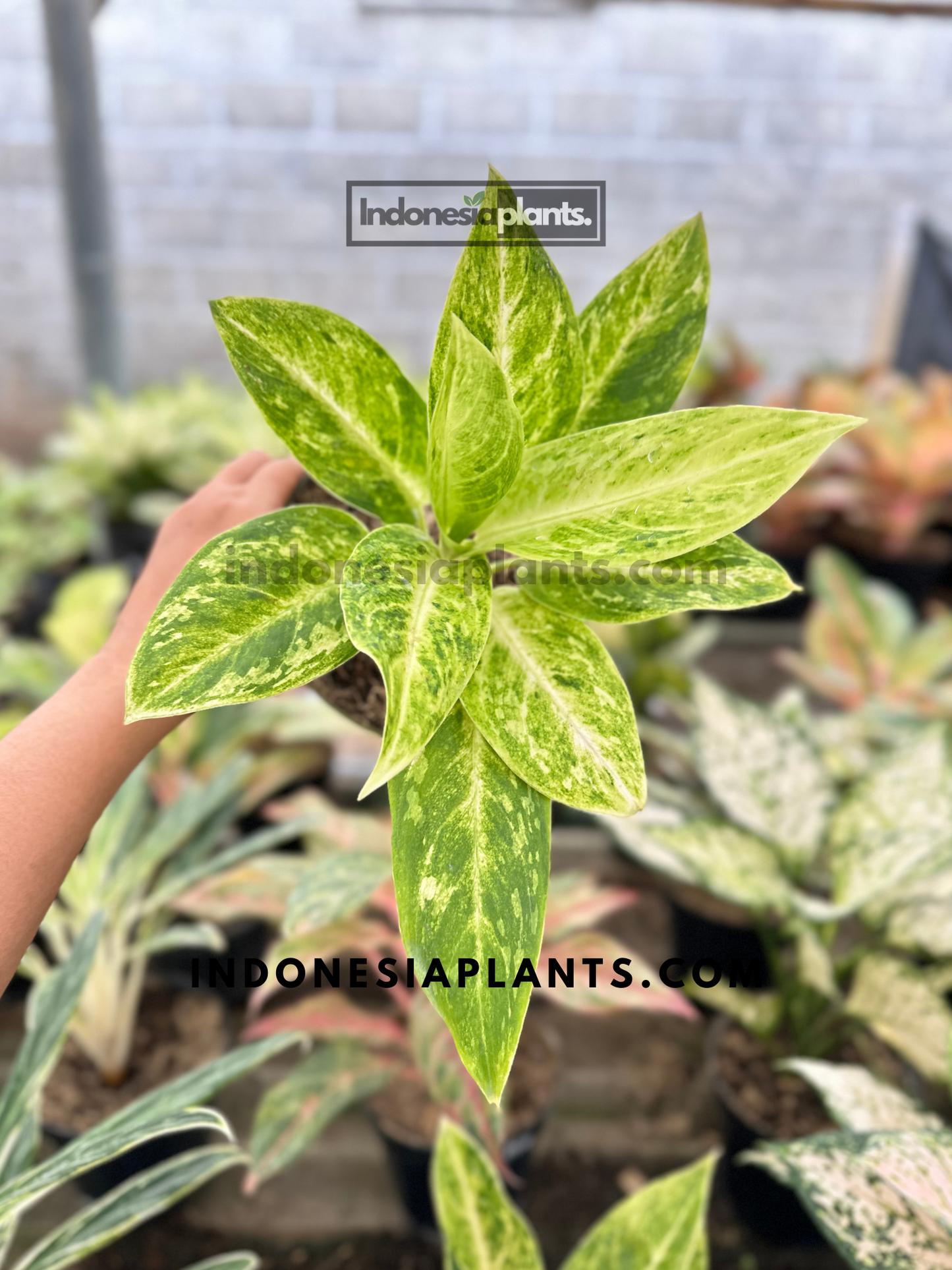 Top angle of Aglaonema Sundrop with vivid lime variegation and contrasting green leaf edge