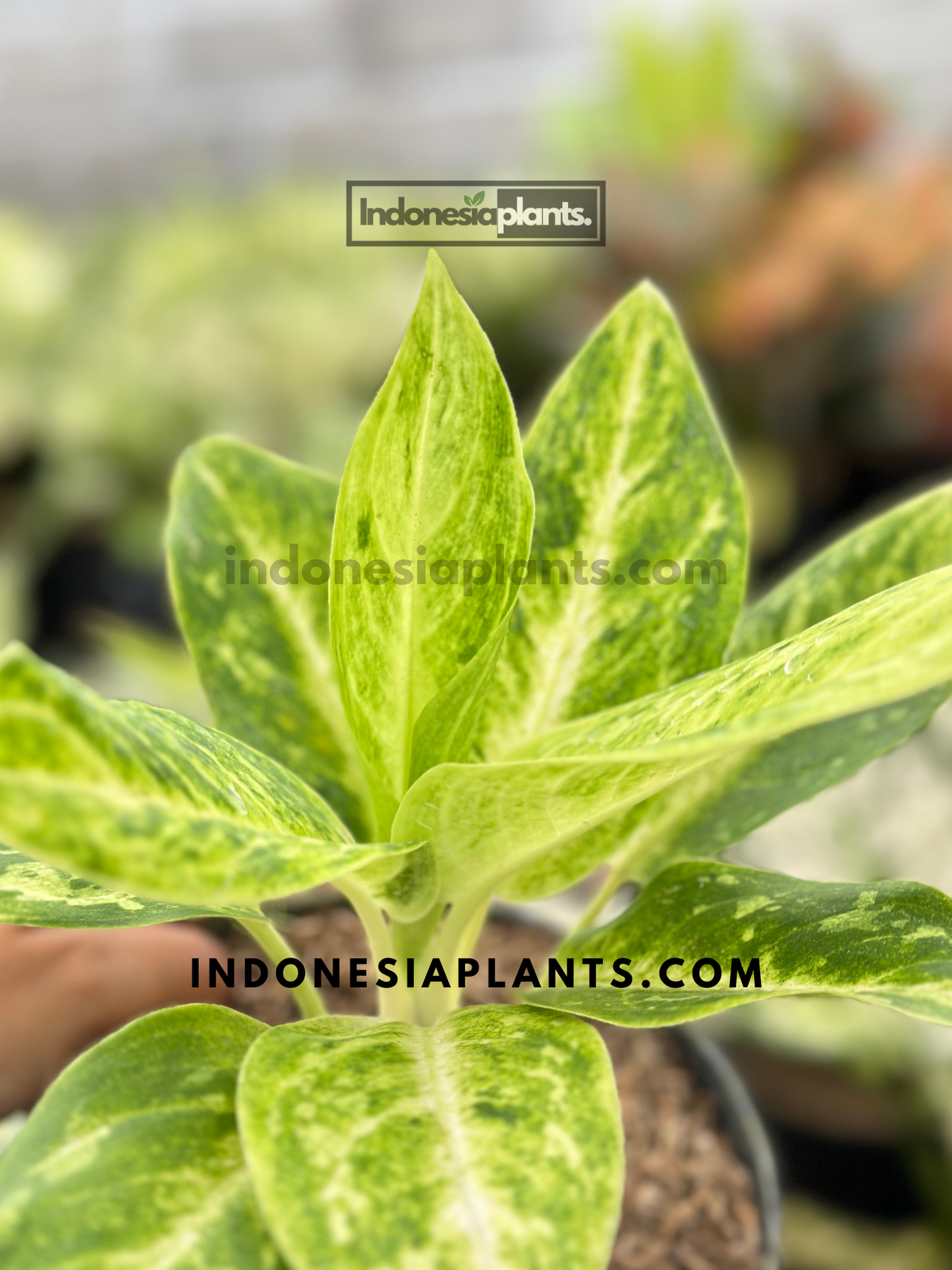Close-up of Aglaonema Sundrop showing bright yellow and green variegated leaves in soft natural lighting