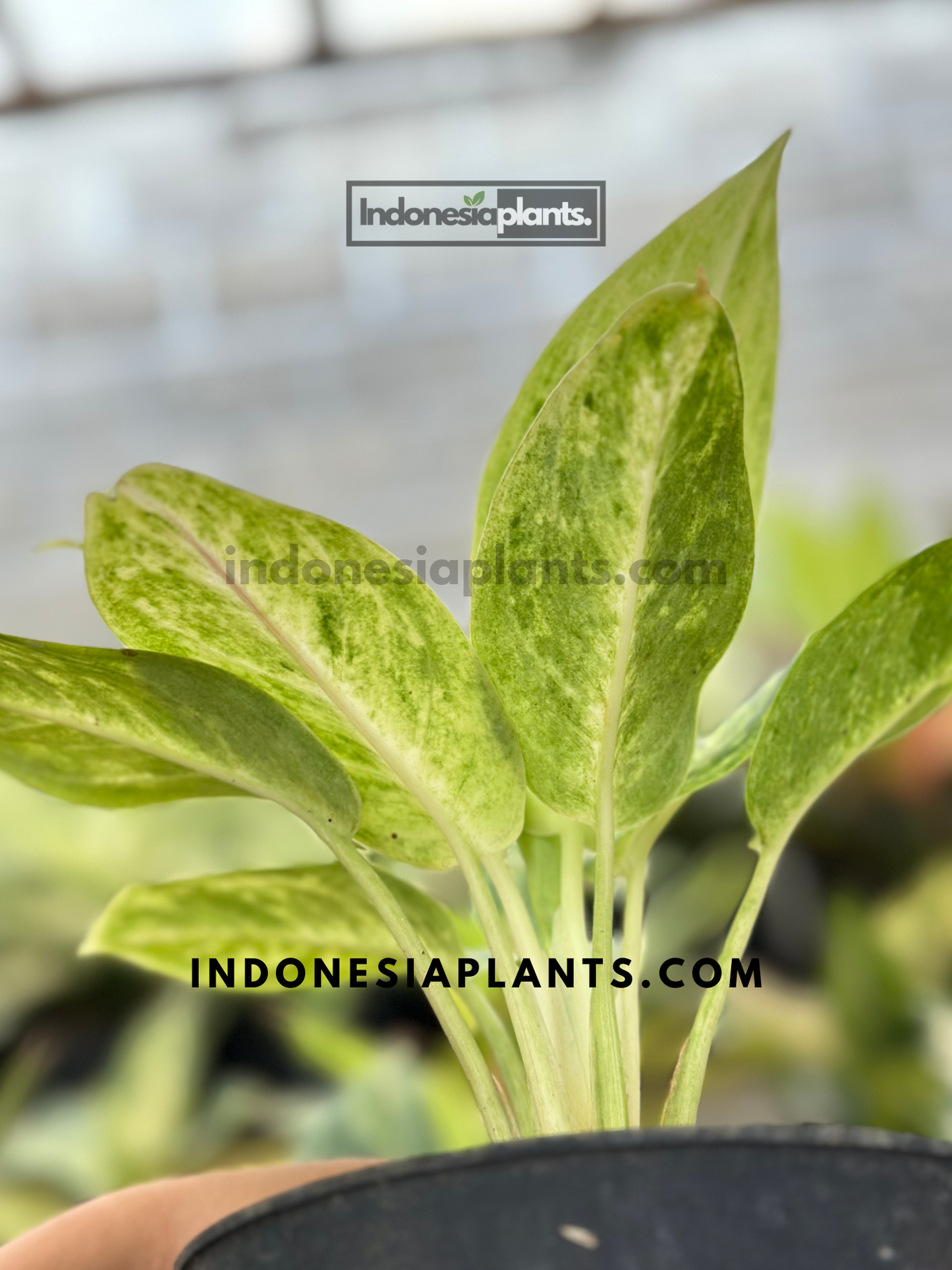 Aglaonema Sundrop in a black pot highlighting bold foliage pattern and compact upright leaf structure