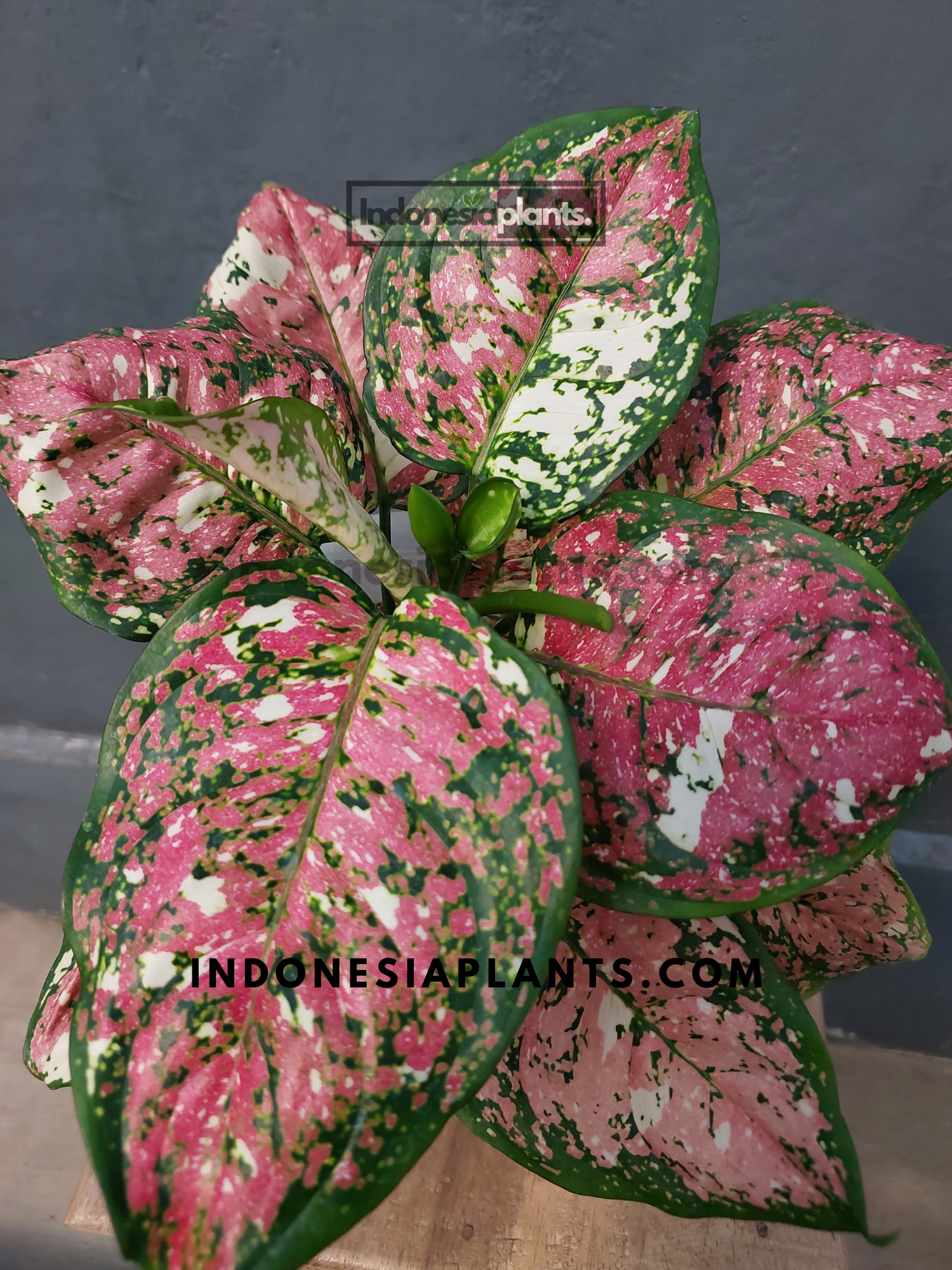 aglaonema tricolor anyamanee Aglaonema Anyamanee Tricolor