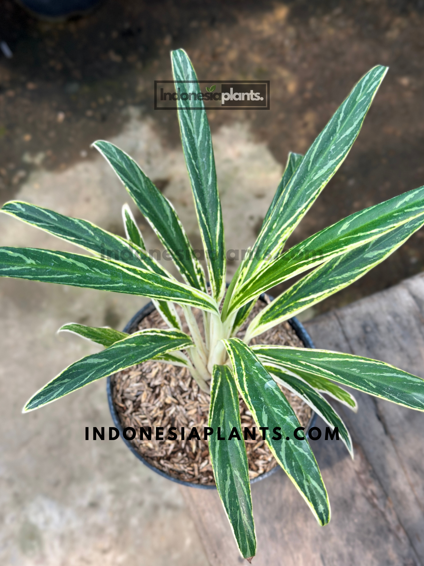 Top view of Aglaonema Bamboo showing narrow green leaves with central silver variegation, arranged in a clean upright growth pattern