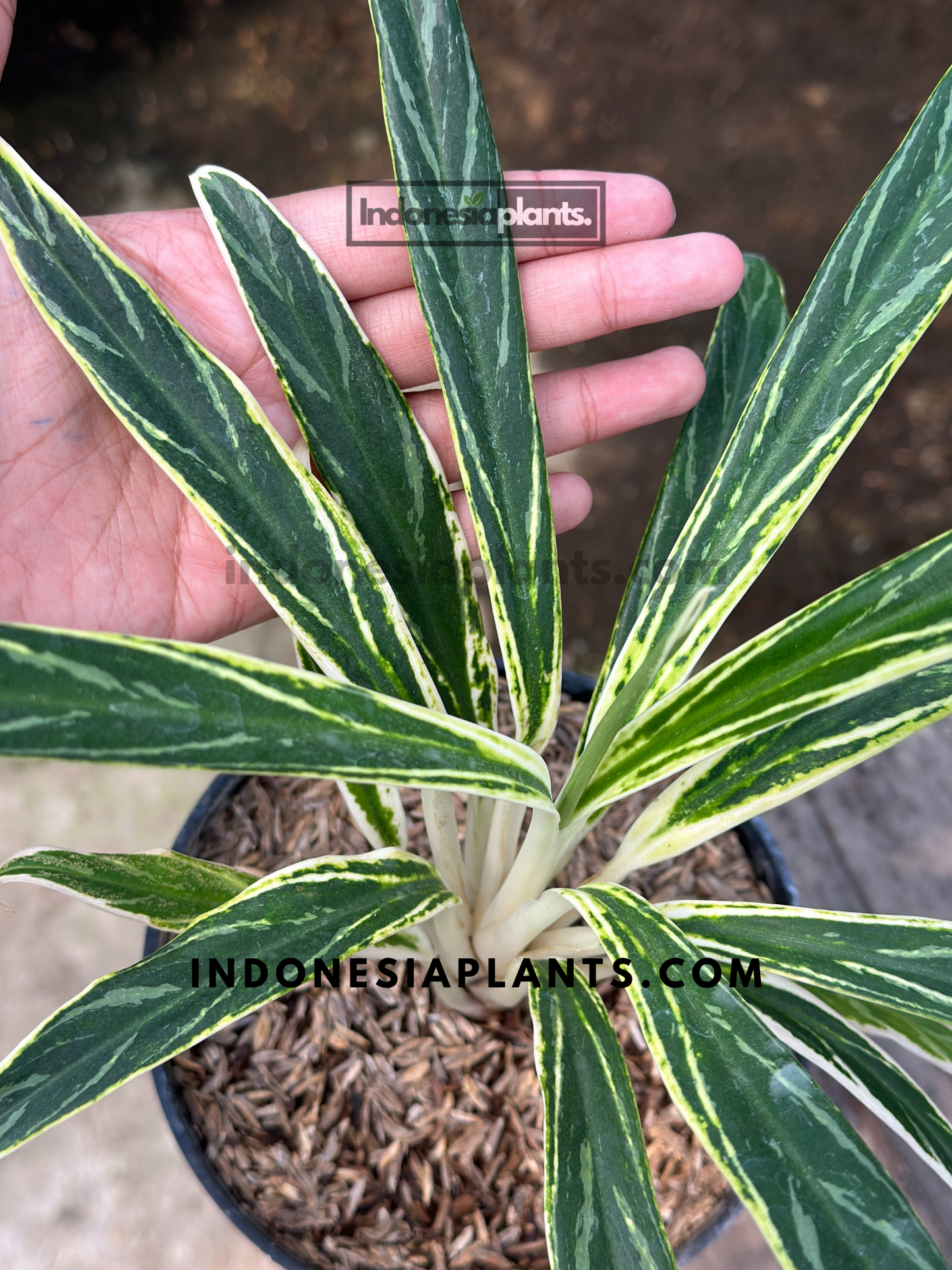 Side angle of Aglaonema Bamboo in a pot, showcasing its slender bamboo-like stems and vertical leaf structure on a concrete background